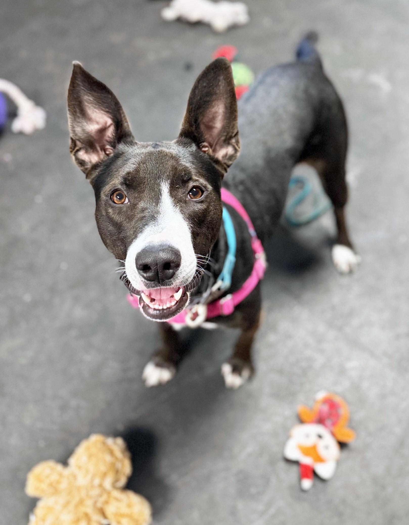 Enlarge Mimsy-Fun spirited, eager to learn, an adoptable mixed breed in Oshkosh, WI image 1/6