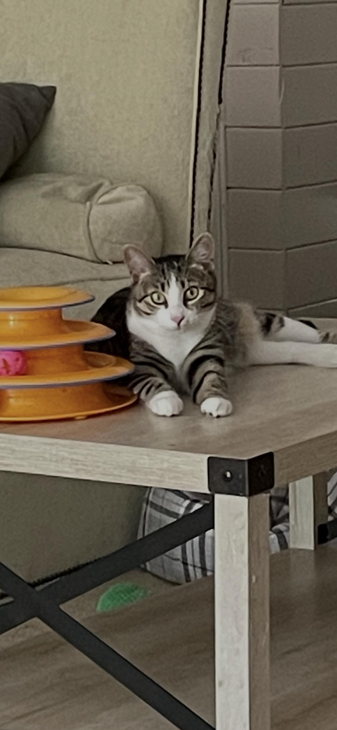 Noel, a Adoptable mixed breed in Fountain Inn, SC image 3/6