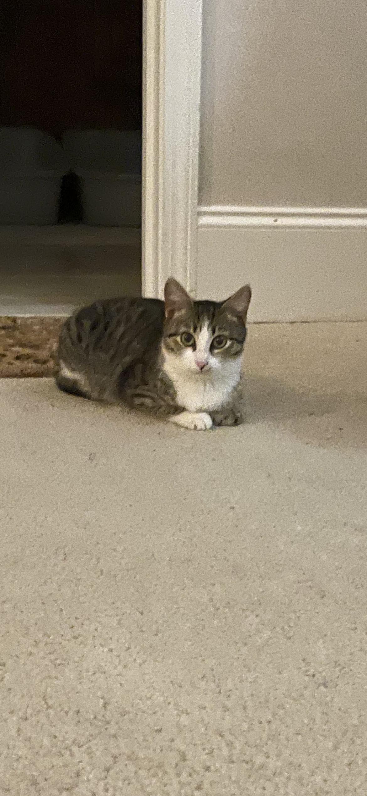 Noel, a Adoptable mixed breed in Fountain Inn, SC image 5/6