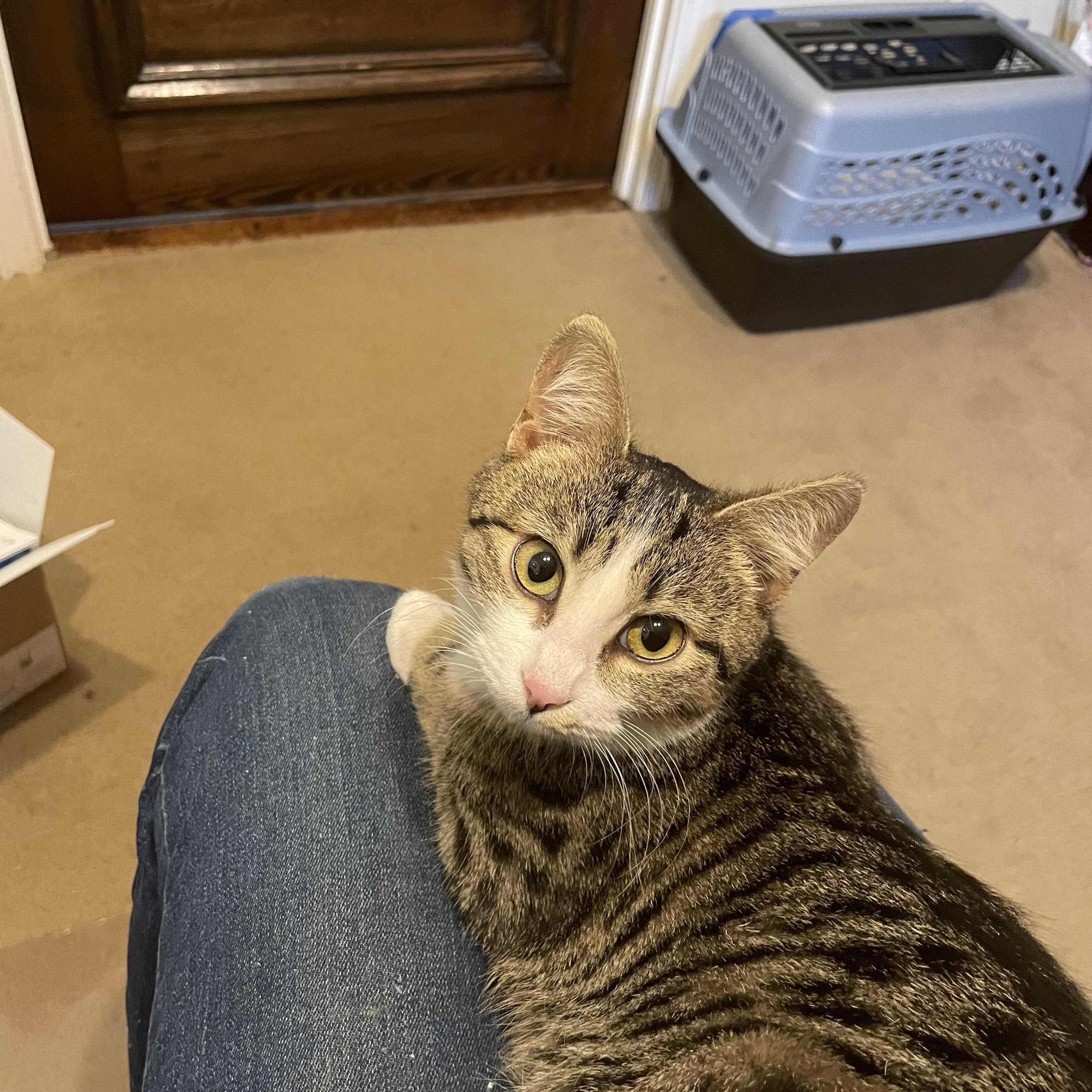 Noel, a Adoptable mixed breed in Fountain Inn, SC image 6/6