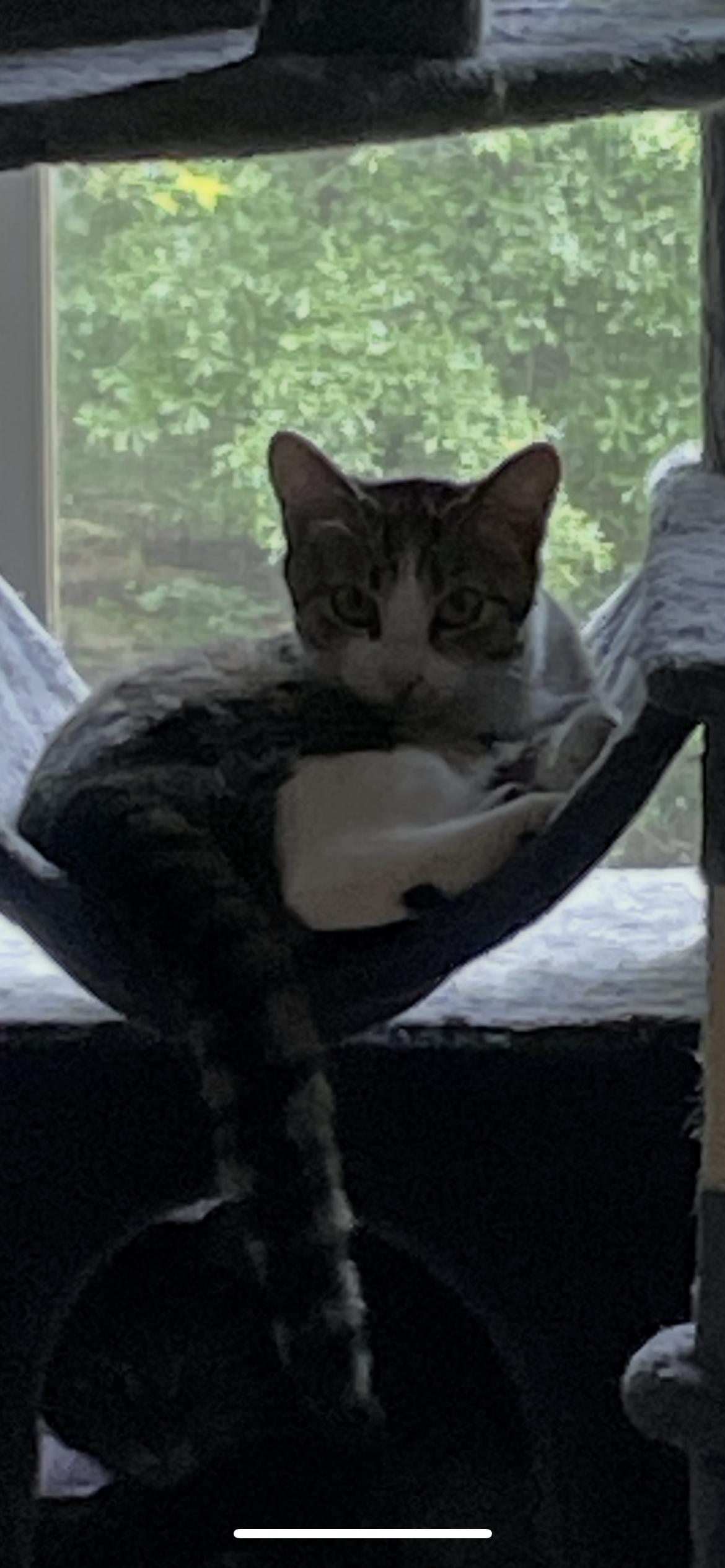 Noel, a Adoptable mixed breed in Fountain Inn, SC image 4/6