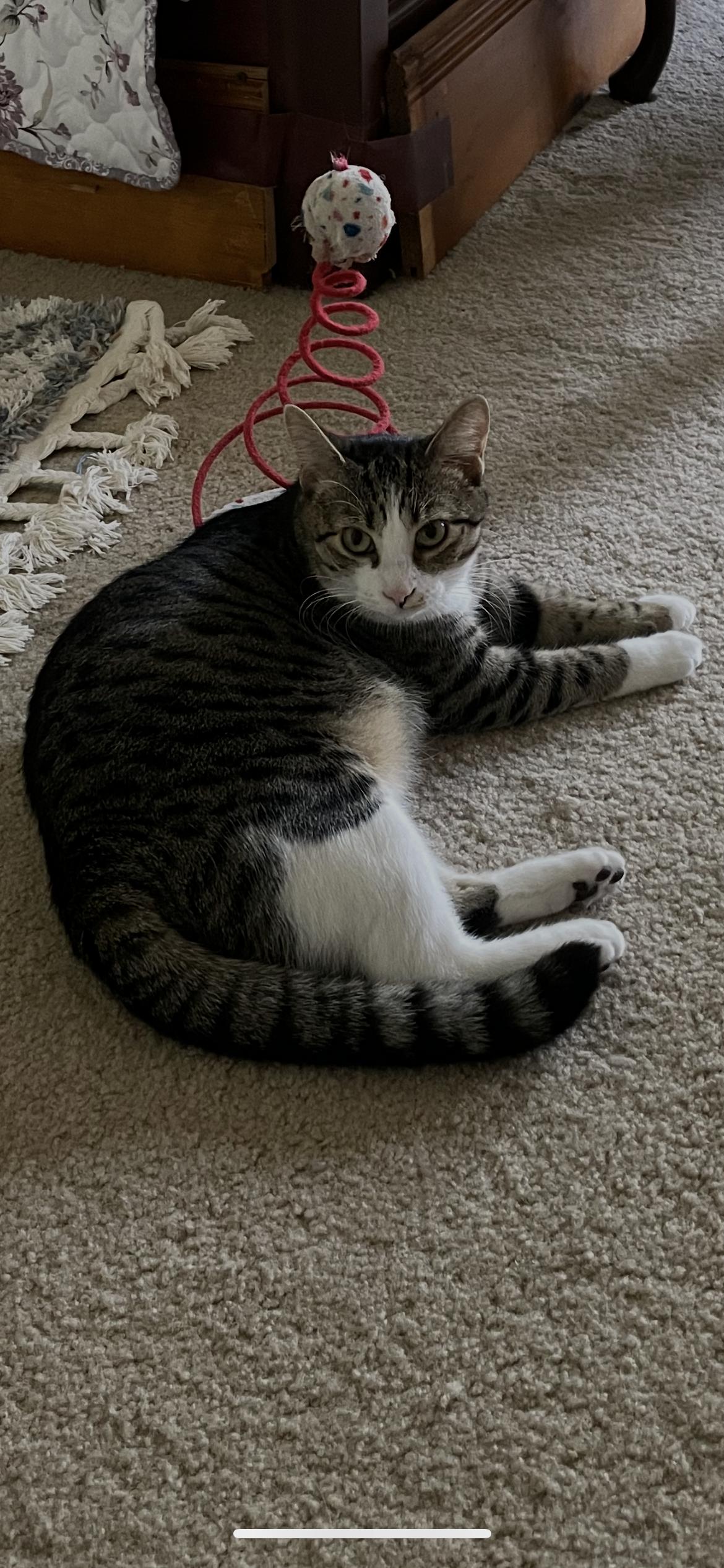 Noel, a Adoptable mixed breed in Fountain Inn, SC image 2/6