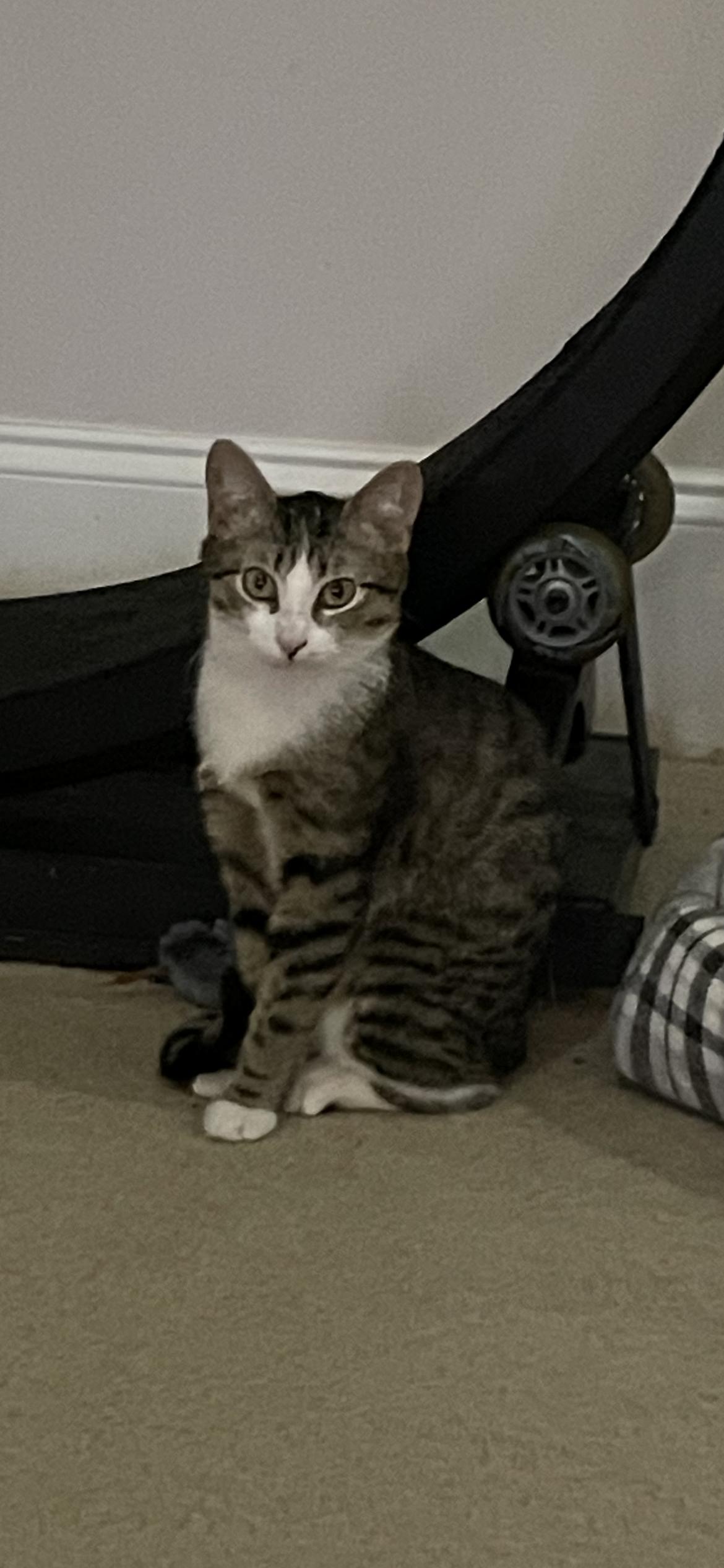 Noel, Adoptable, Young Female Domestic Short Hair.