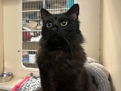 Carlotta thumbnail 3