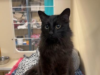 Carlotta thumbnail 4