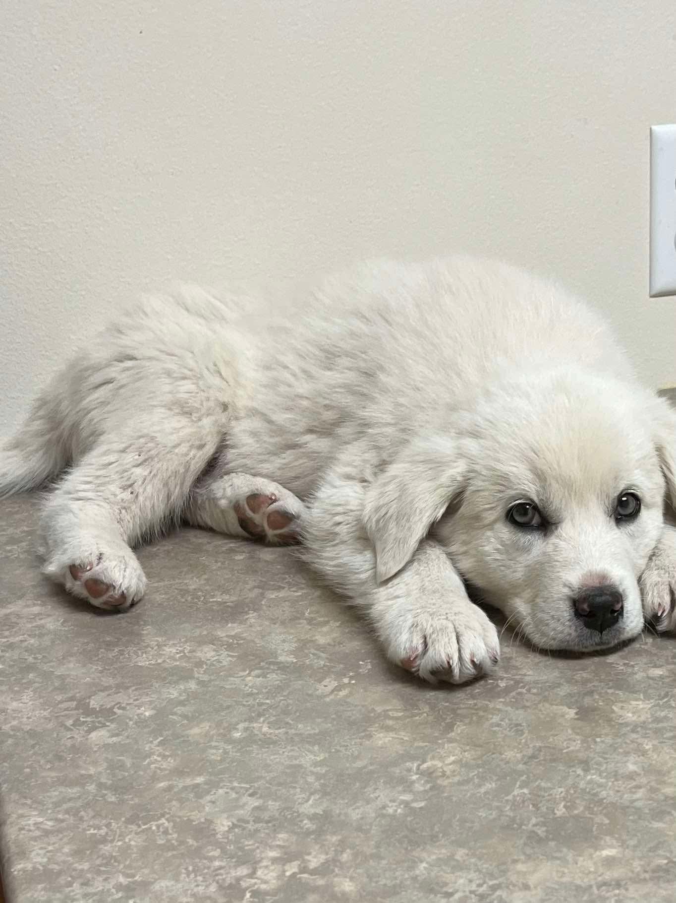 Enlarge Forest, a Adoptable mixed breed in Bountiful, UT image 1/1