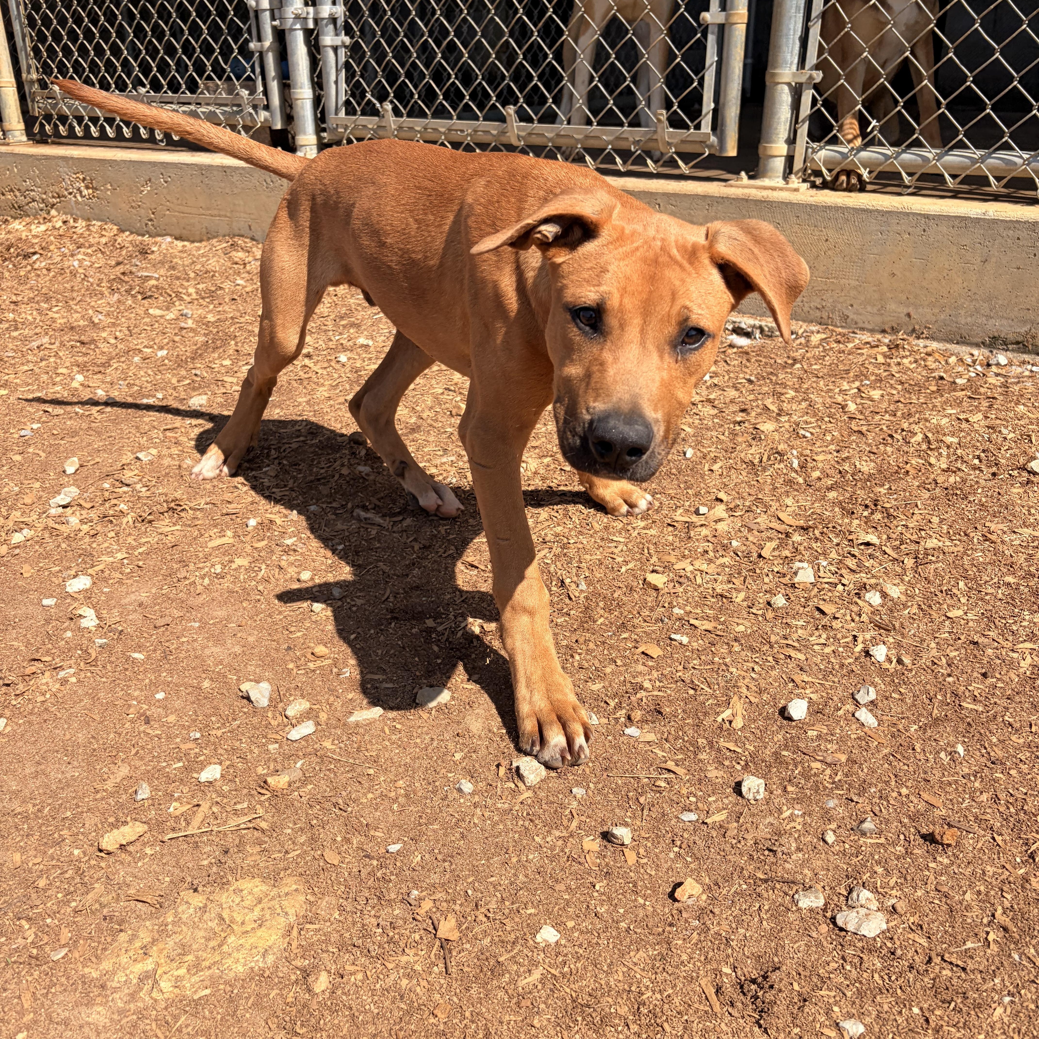 Creed, a ADOPTABLE mixed breed in Melbourne, AR image 5/5