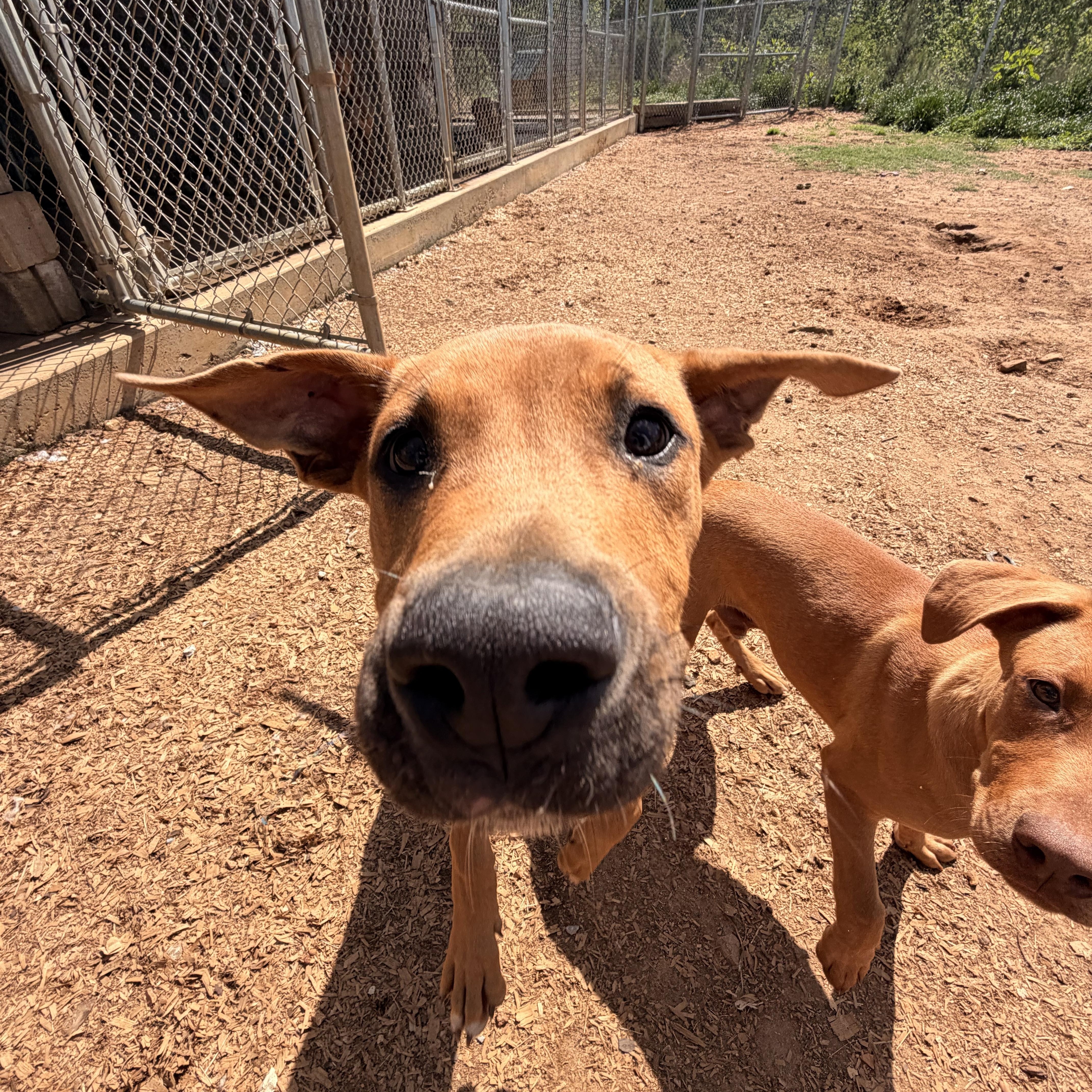 Creed, a ADOPTABLE mixed breed in Melbourne, AR image 2/5