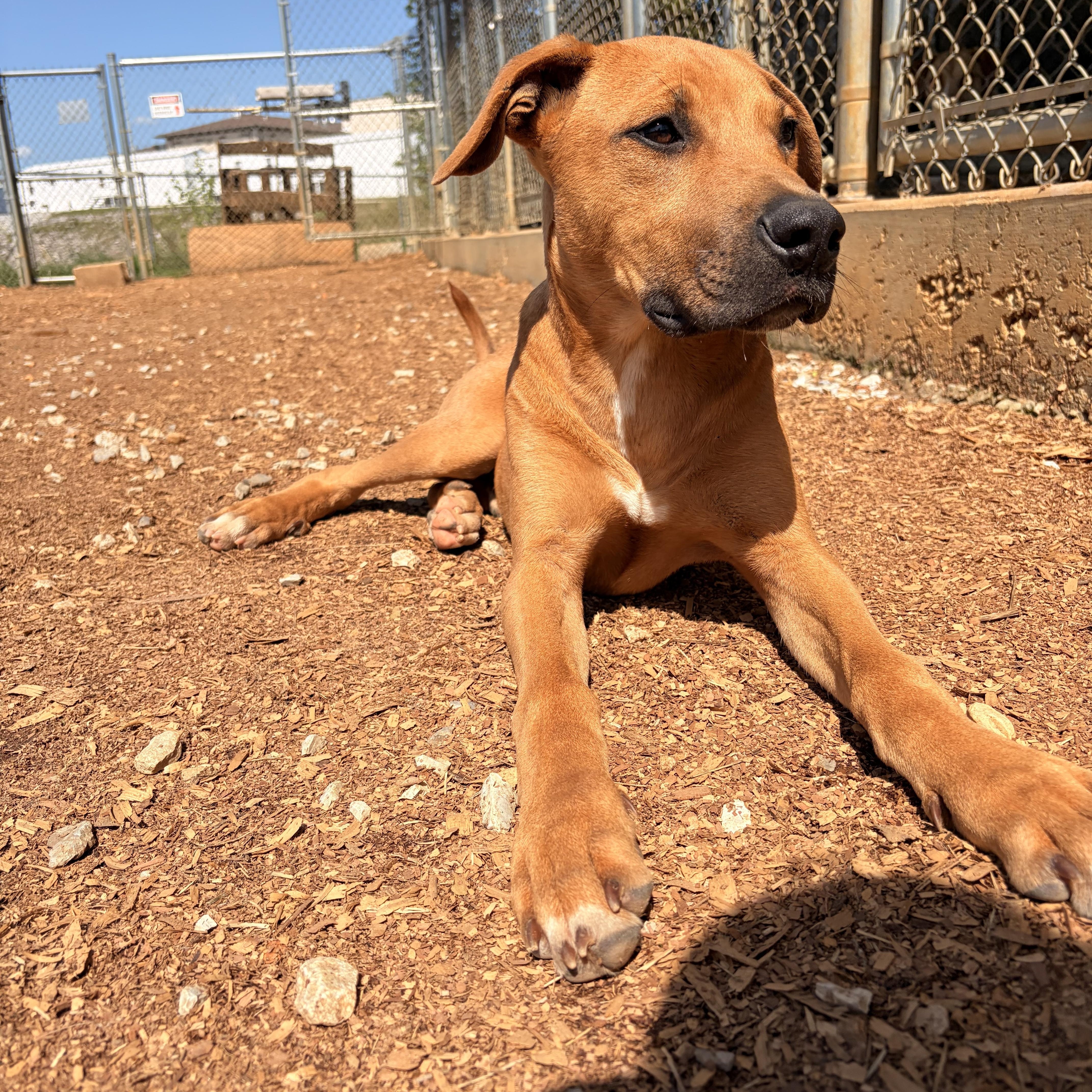 Creed, a ADOPTABLE mixed breed in Melbourne, AR image 3/5