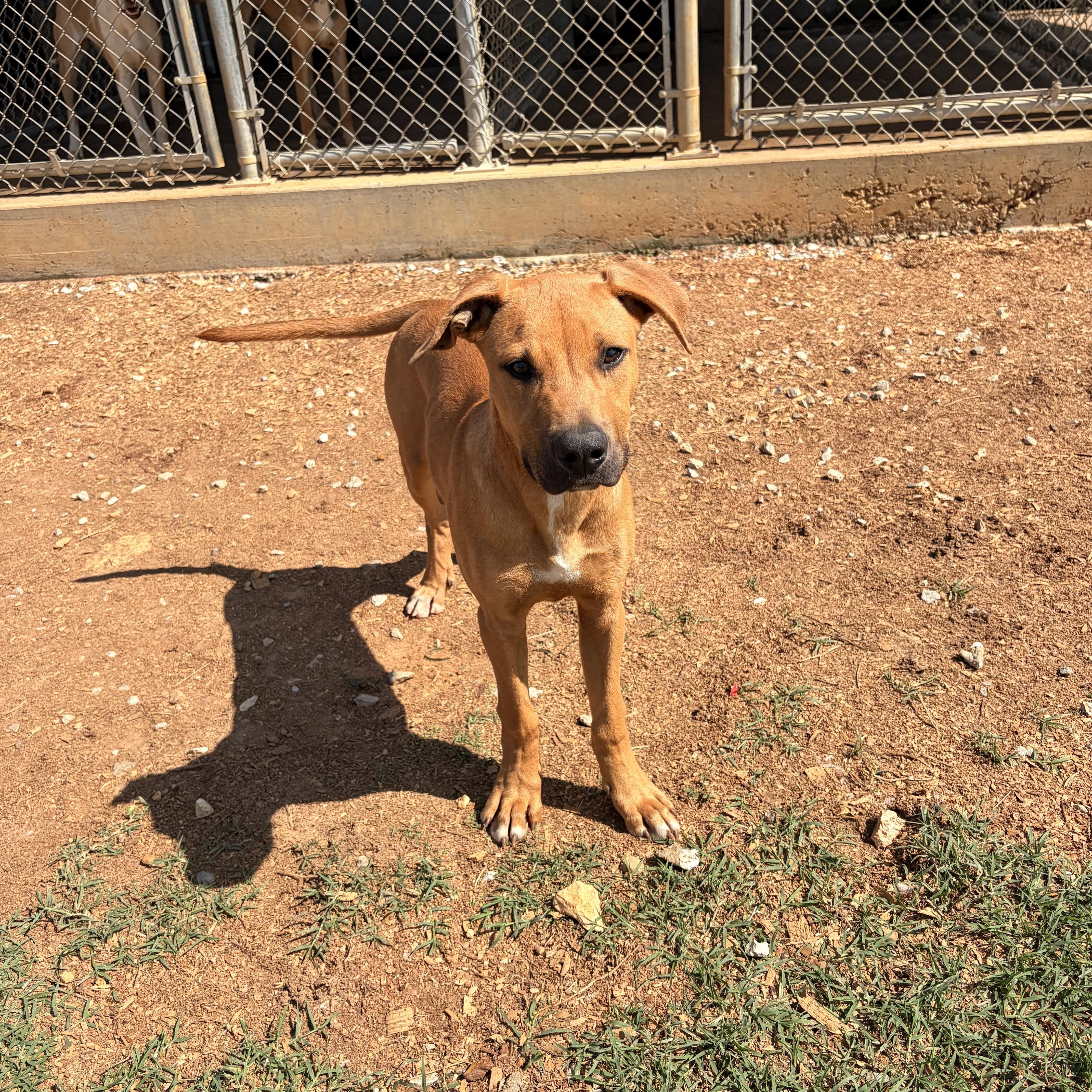Creed, a ADOPTABLE mixed breed in Melbourne, AR image 4/5