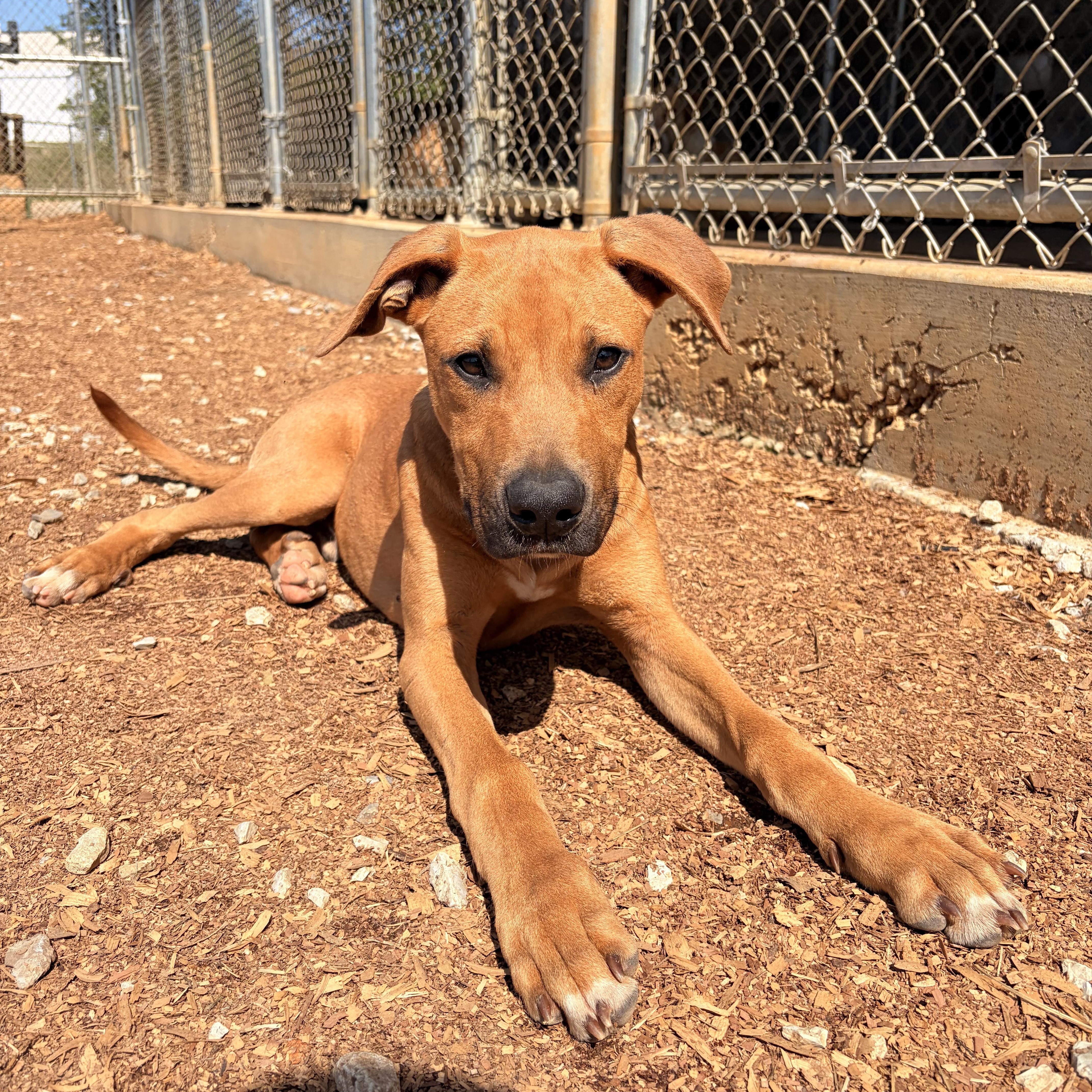 Creed, a ADOPTABLE mixed breed in Melbourne, AR image 1/5