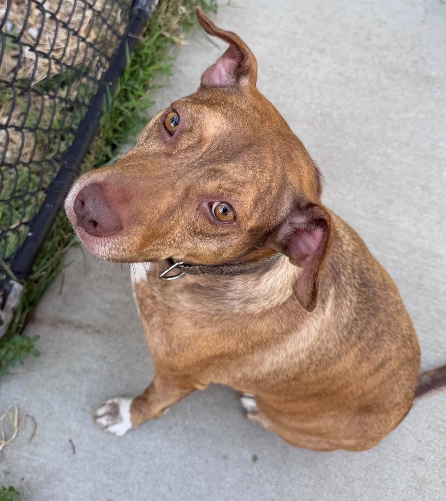 Enlarge Dixie, a Adoptable mixed breed in Columbia, IL image 3/5