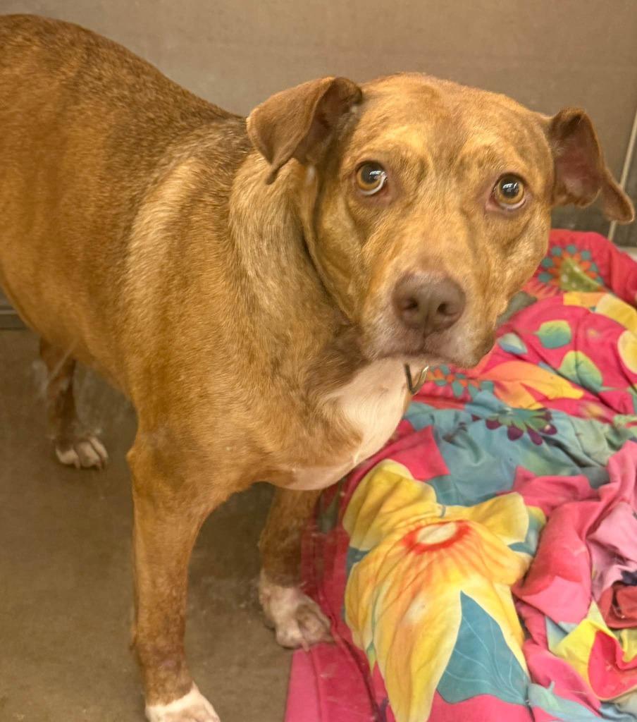 Enlarge Dixie, a Adoptable mixed breed in Columbia, IL image 1/5