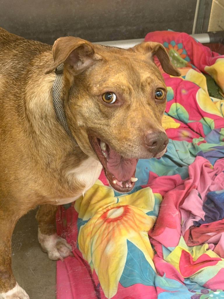 Enlarge Dixie, a Adoptable mixed breed in Columbia, IL image 2/5