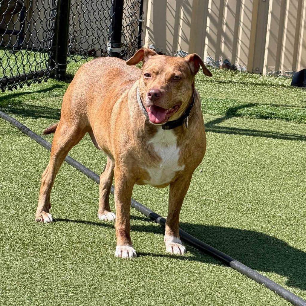 Enlarge Dixie, a Adoptable mixed breed in Columbia, IL image 5/5