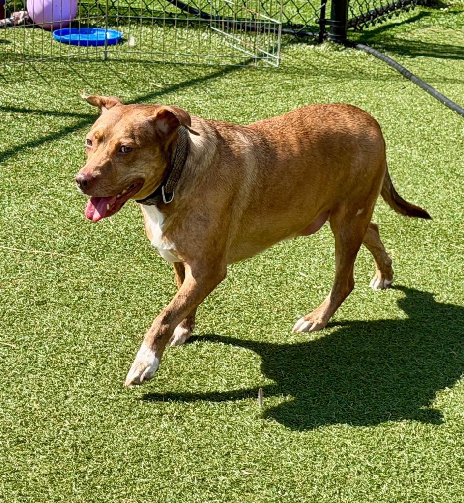 Enlarge Dixie, a Adoptable mixed breed in Columbia, IL image 4/5