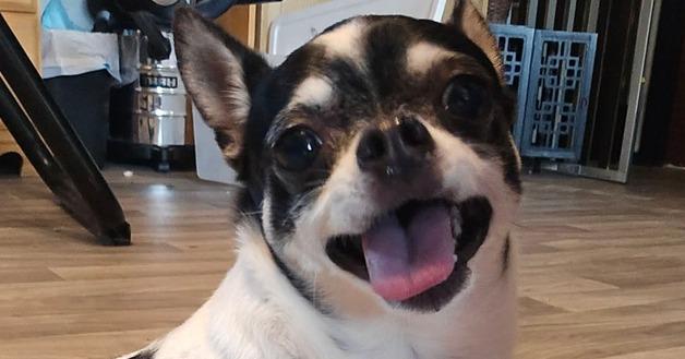 Stud, Adoptable, Adult Male Chihuahua.
