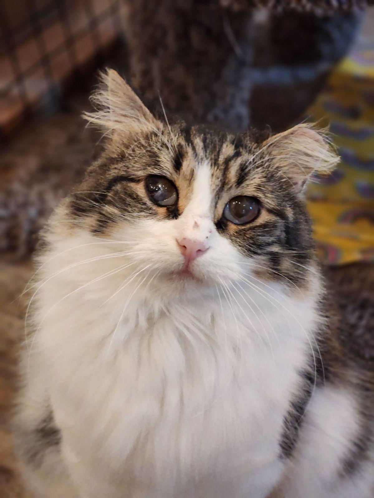 Ladybug, a Adoptable Domestic Medium Hair in Landenberg, PA image 1/2