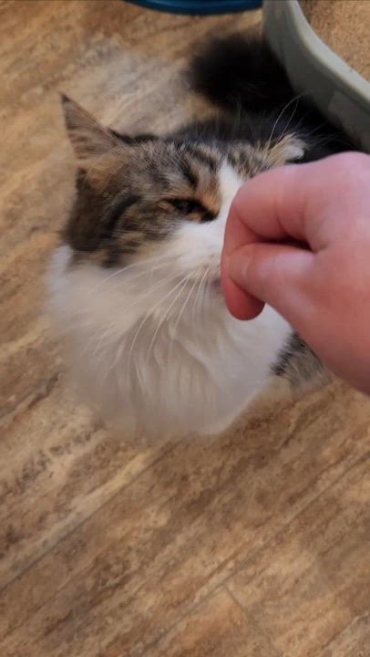 Enlarge Ladybug, a Adoptable Domestic Medium Hair in Landenberg, PA video 2/2