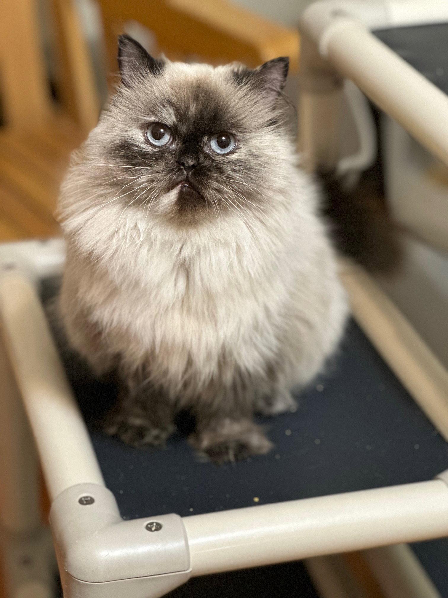 Princess Buttercup, a Adopted Himalayan in Newtown Square, PA image 1/2