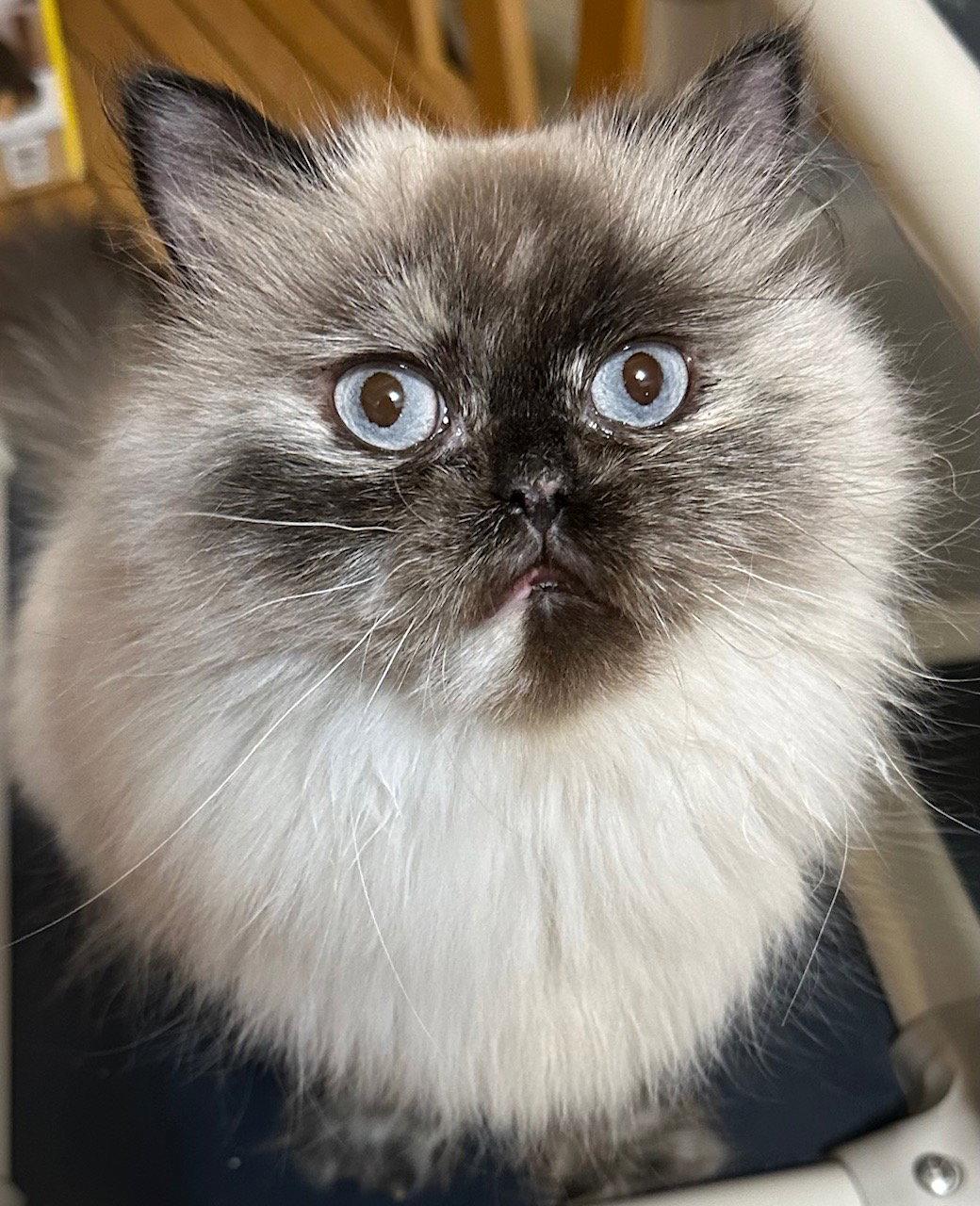 Princess Buttercup, a Adopted Himalayan in Newtown Square, PA image 2/2