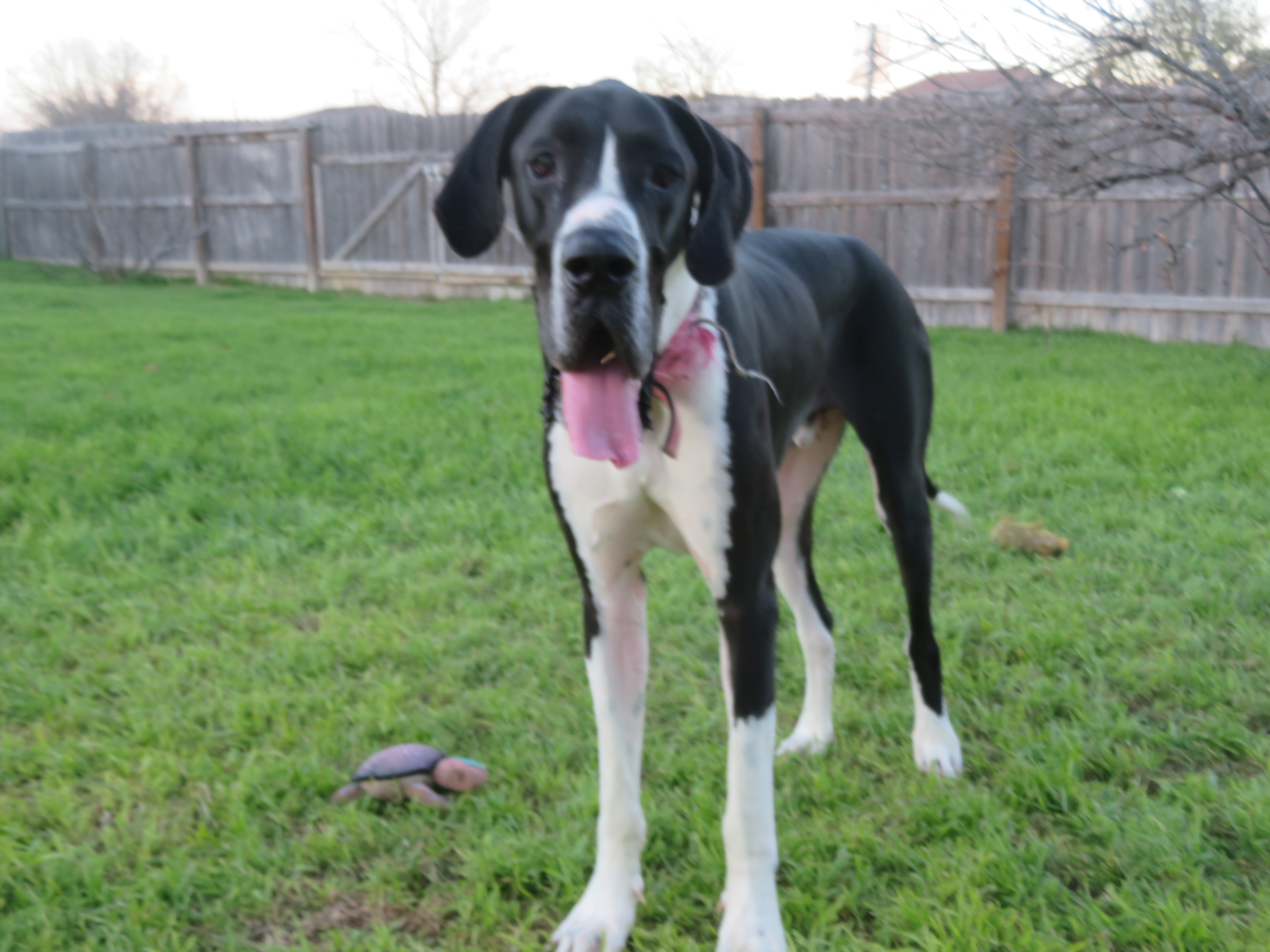 Hoss , Adopted, Adult Male Great Dane.