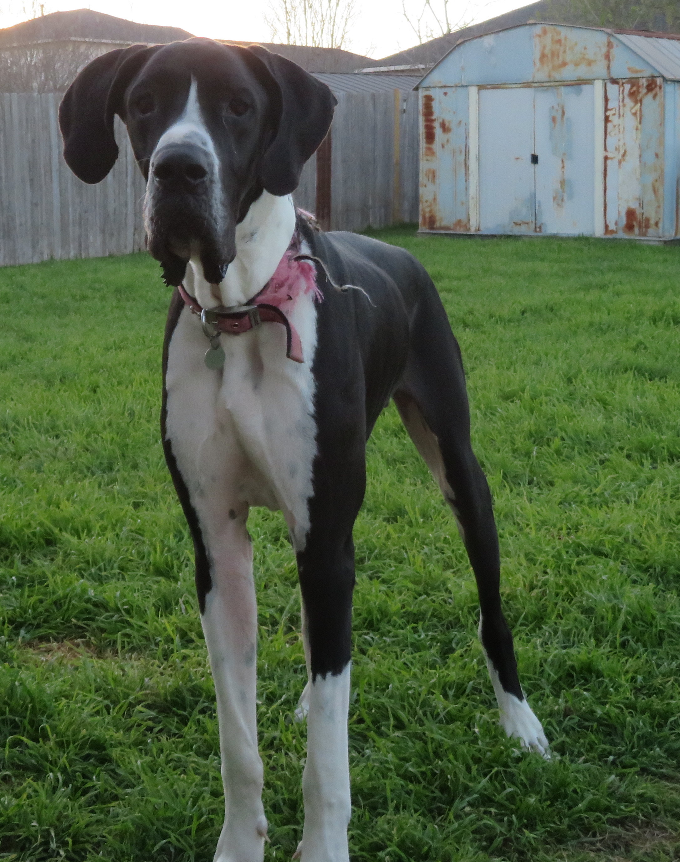 Hoss , a Adopted Great Dane in Kyle, TX image 2/6