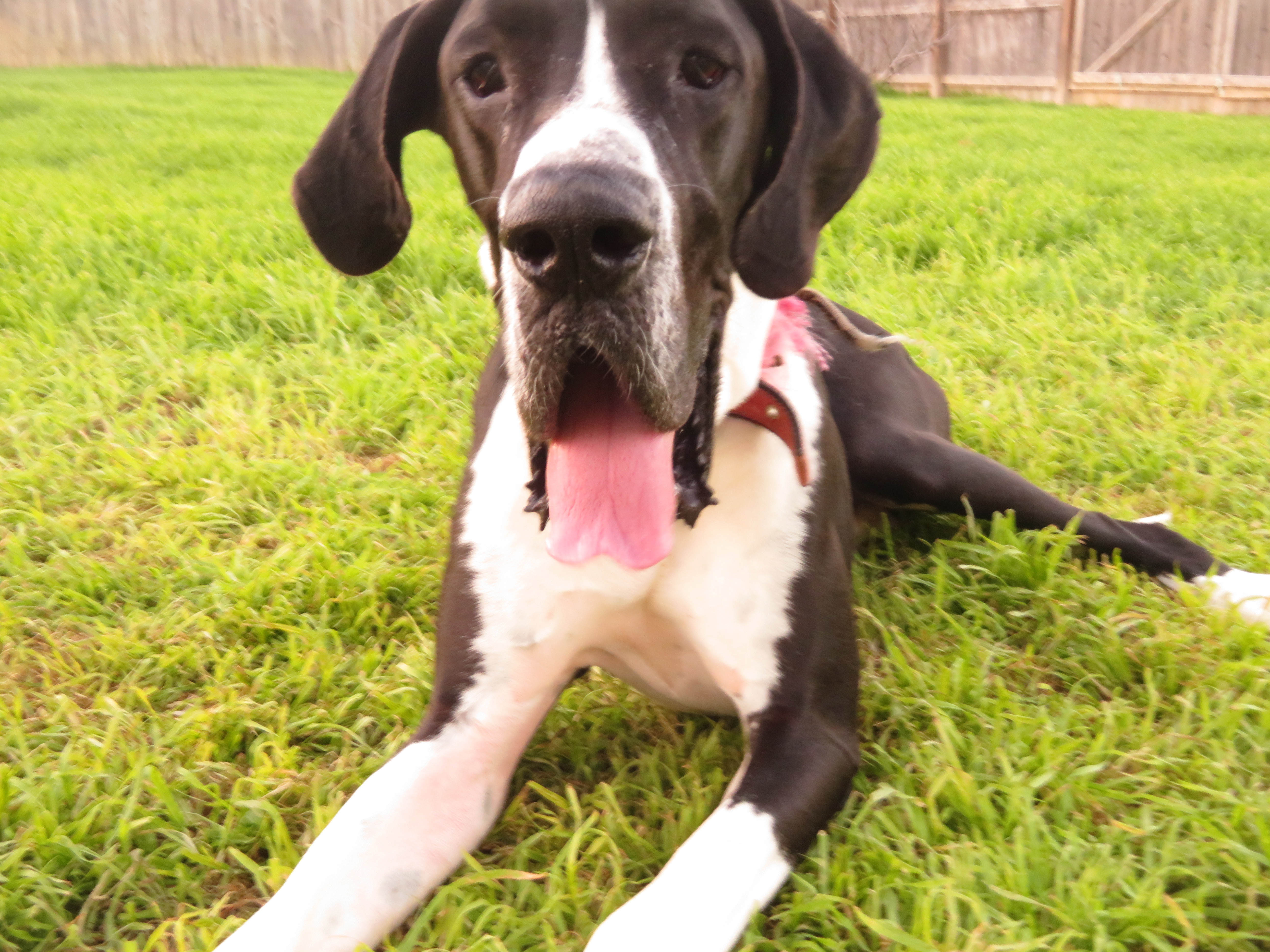Hoss , a Adopted Great Dane in Kyle, TX image 3/6