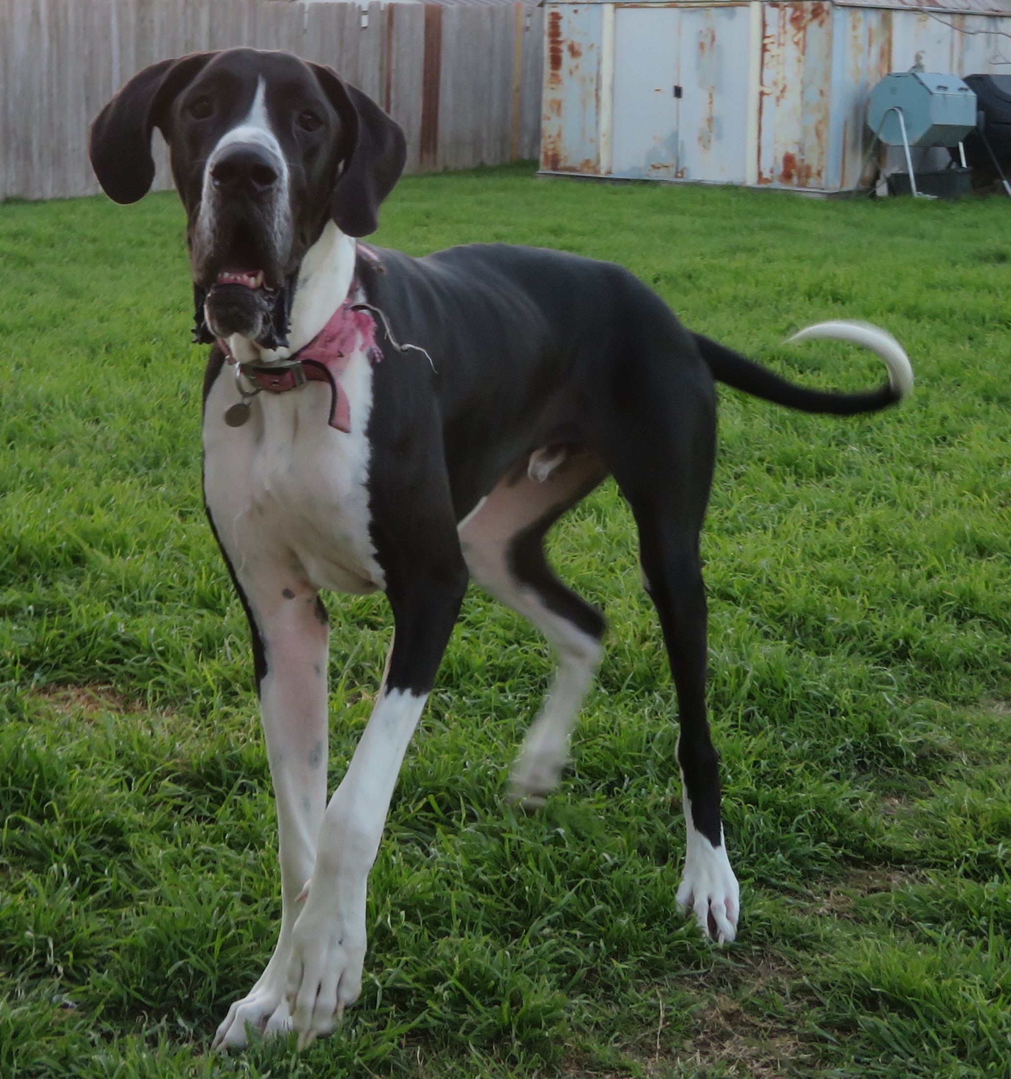 Hoss , a Adopted Great Dane in Kyle, TX image 4/6