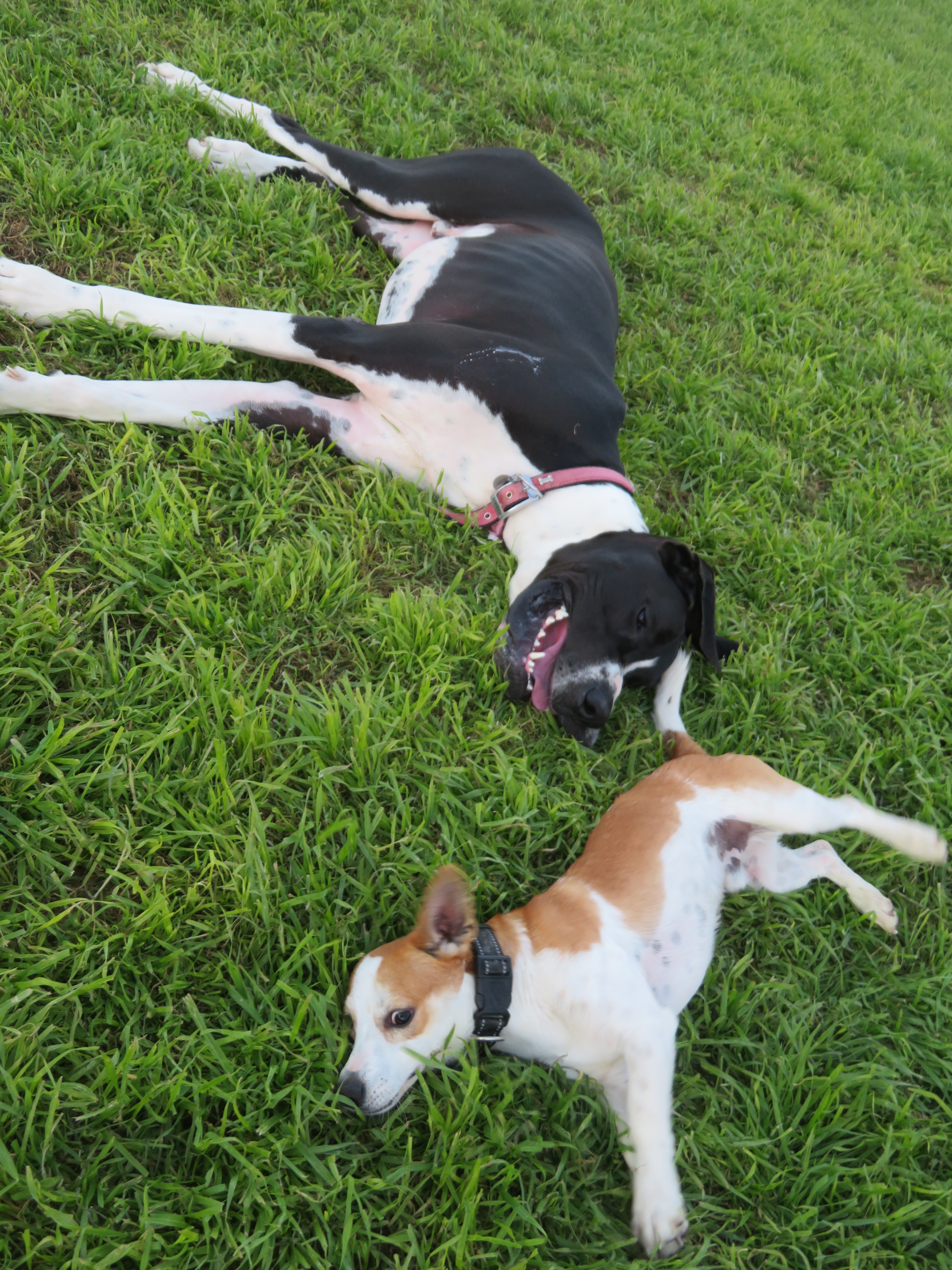 Hoss , a Adopted Great Dane in Kyle, TX image 5/6