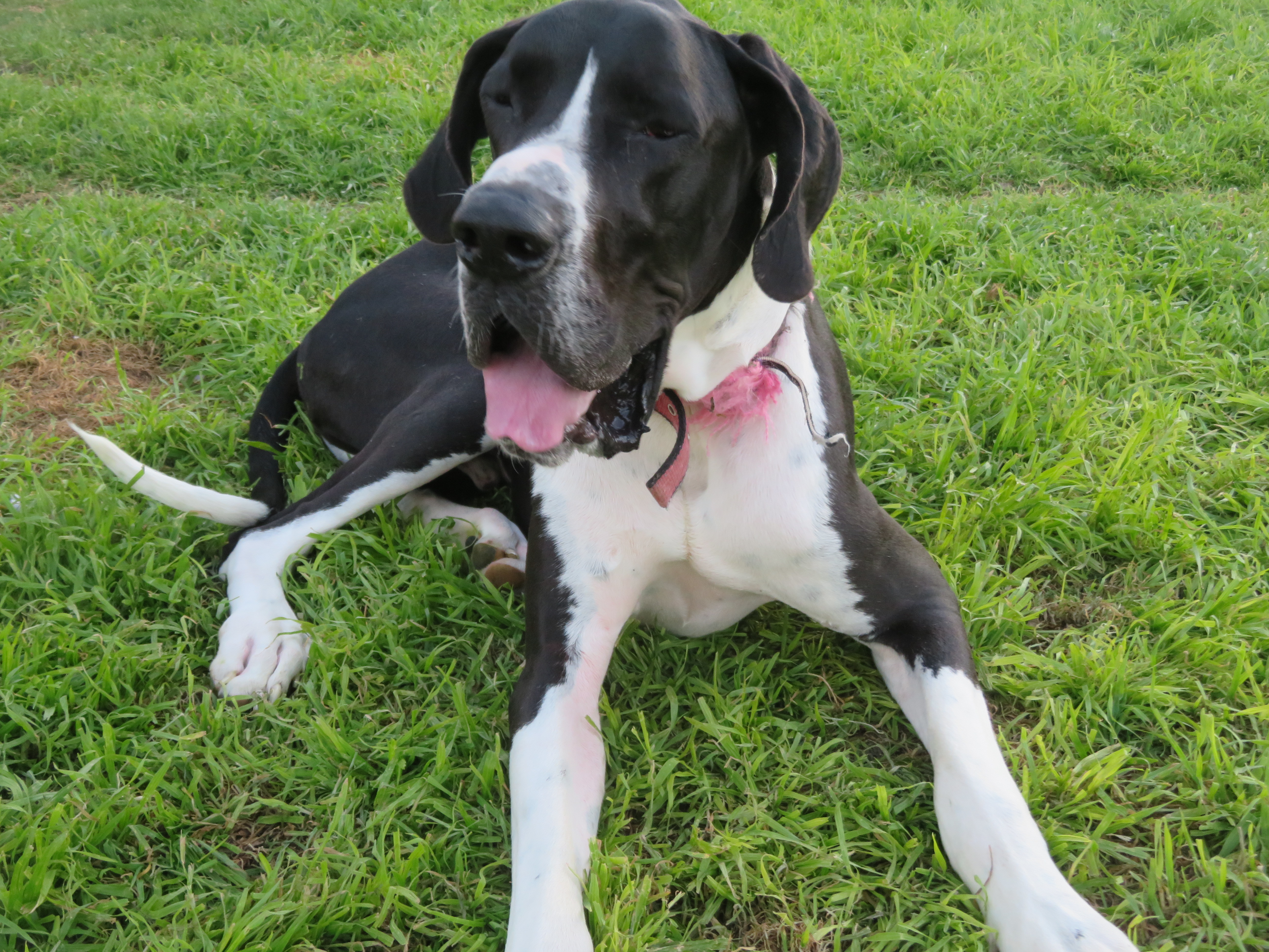 Hoss , a Adopted Great Dane in Kyle, TX image 6/6