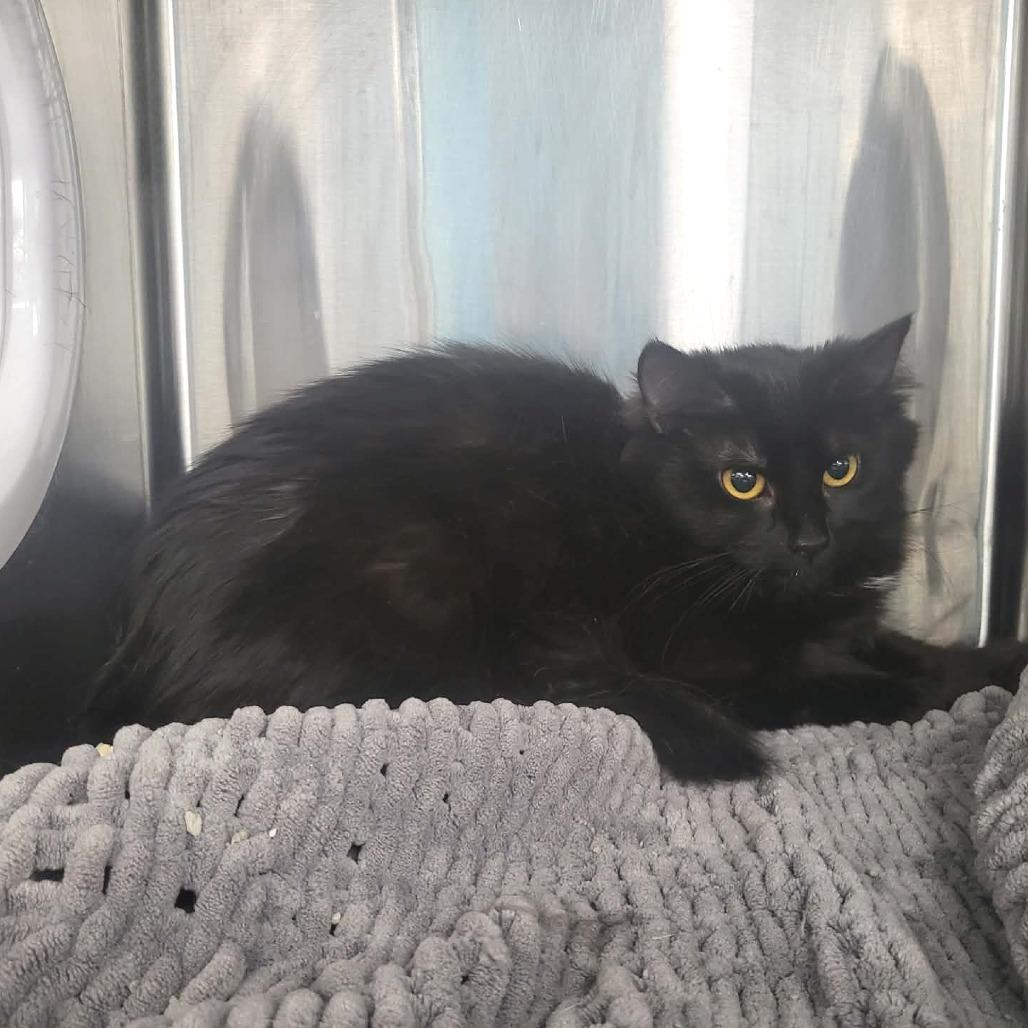 Enlarge Luna, a Adoptable Domestic Long Hair in Belleville, IL image 1/1