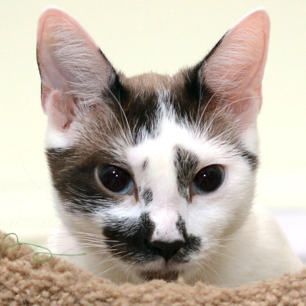 Toffee, Adoptable, Adult Female Domestic Short Hair.