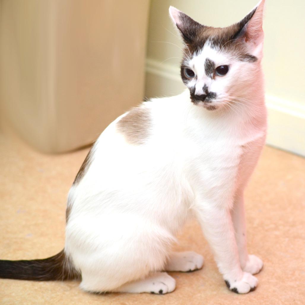 Enlarge Toffee, a Adoptable Domestic Short Hair in Natick, MA image 2/3