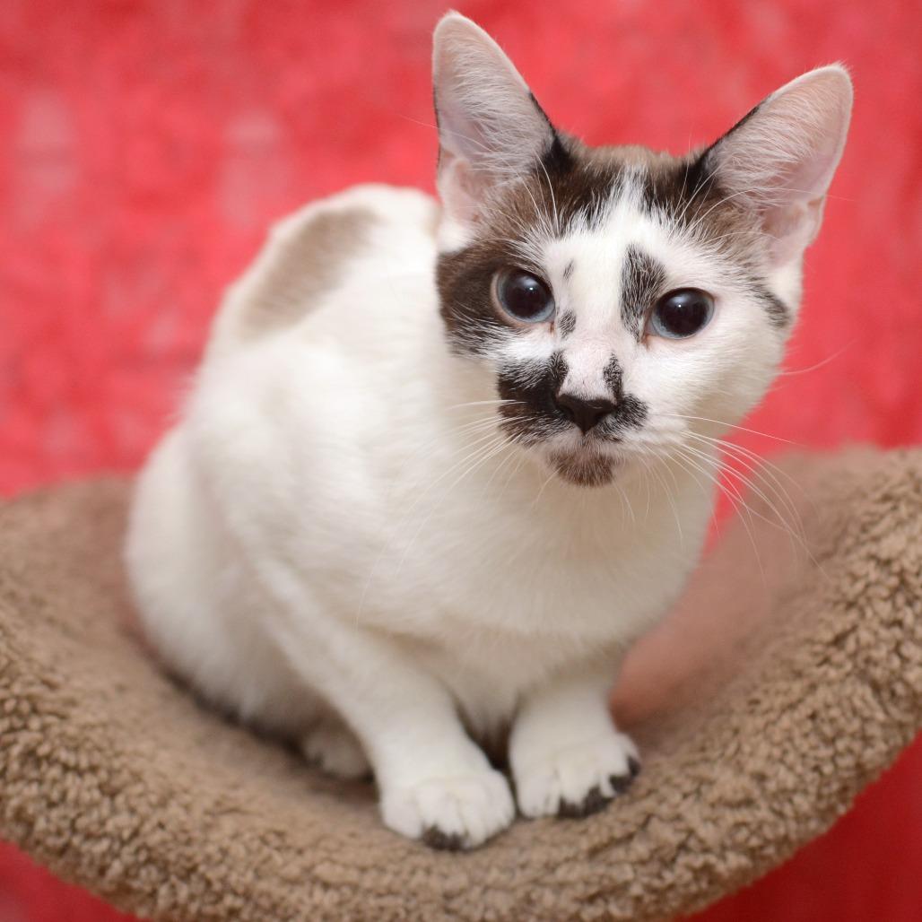 Enlarge Toffee, a Adoptable Domestic Short Hair in Natick, MA image 3/3