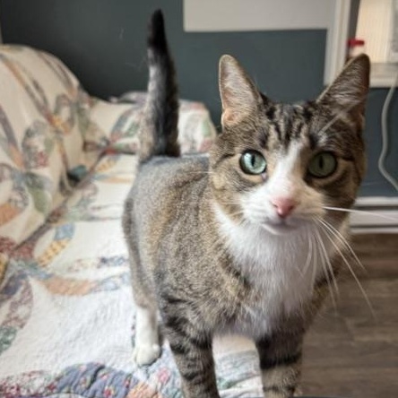 YaYa In Prison Program, ADOPTABLE, Adult Female Domestic Short Hair.