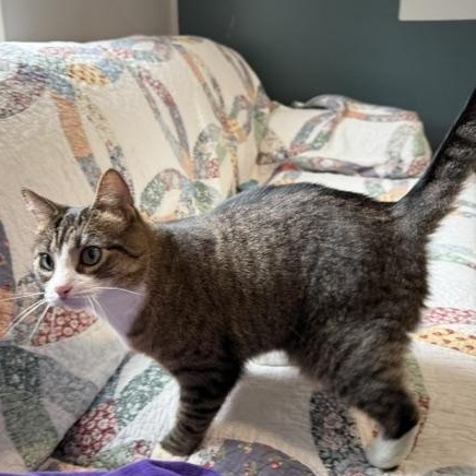 Enlarge YaYa In Prison Program, a ADOPTABLE Domestic Short Hair in Honesdale, PA image 2/2