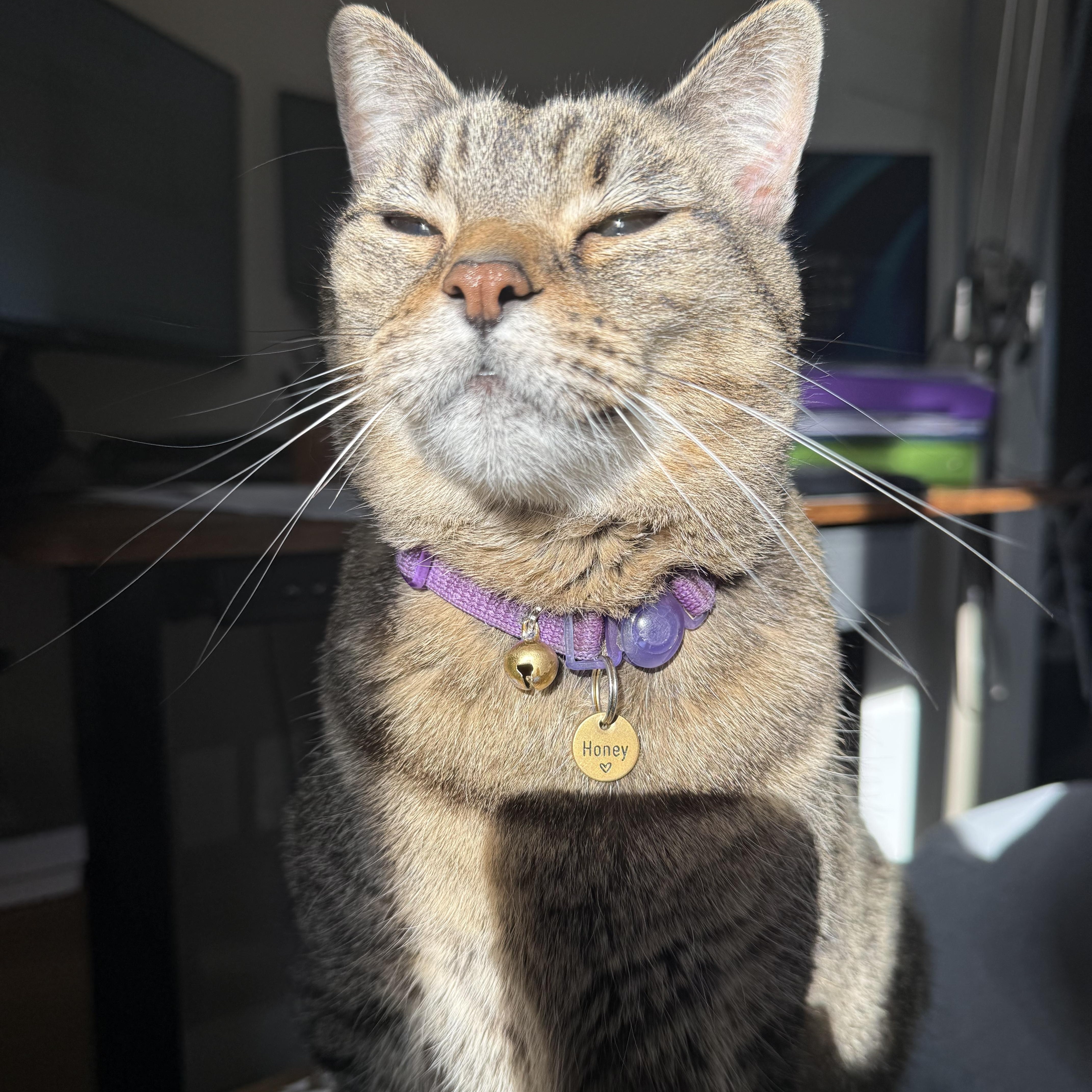 Honey, a Adoptable Tabby in Port Angeles, WA image 4/6