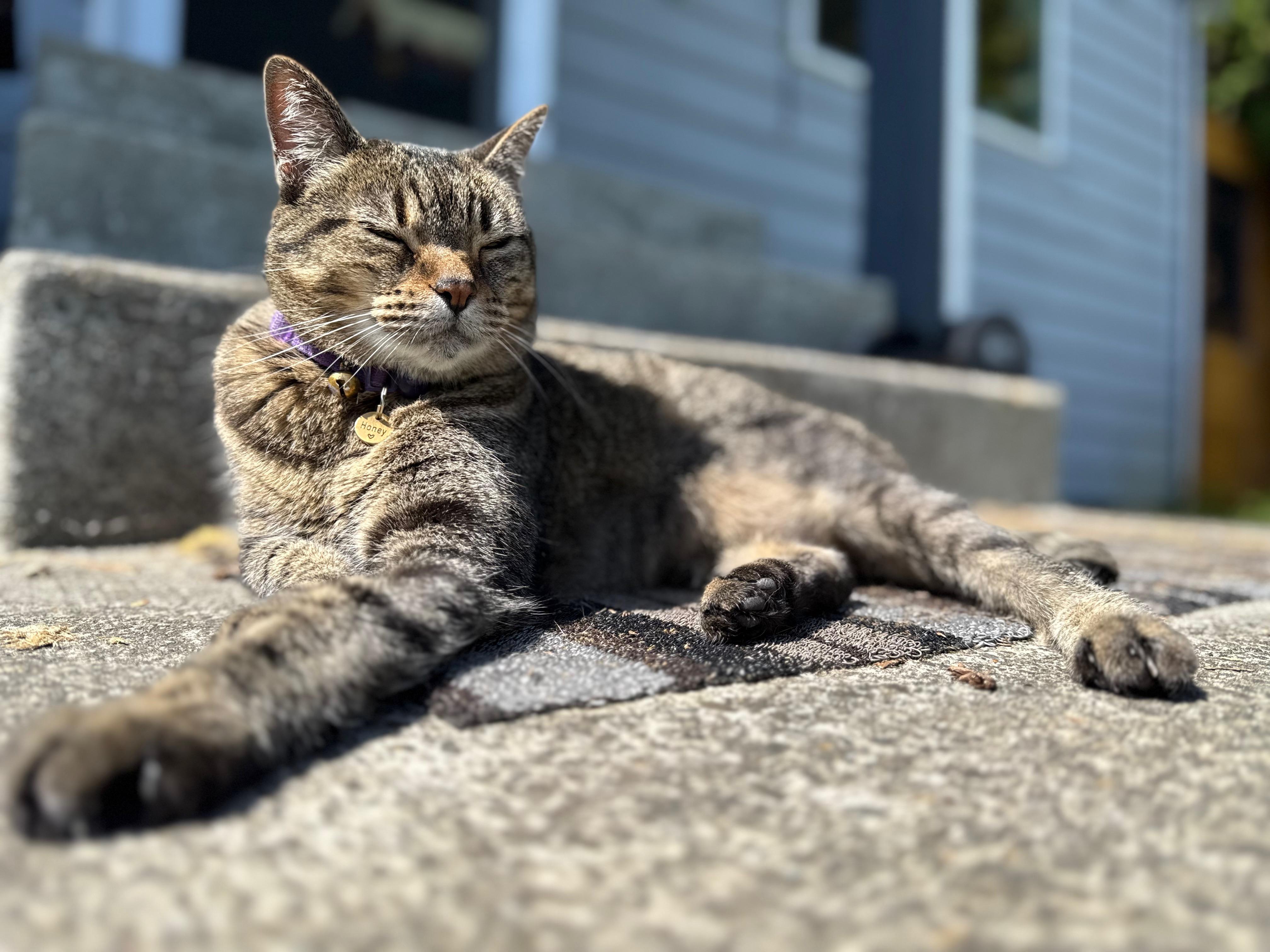 Honey, a Adoptable Tabby in Port Angeles, WA image 5/6