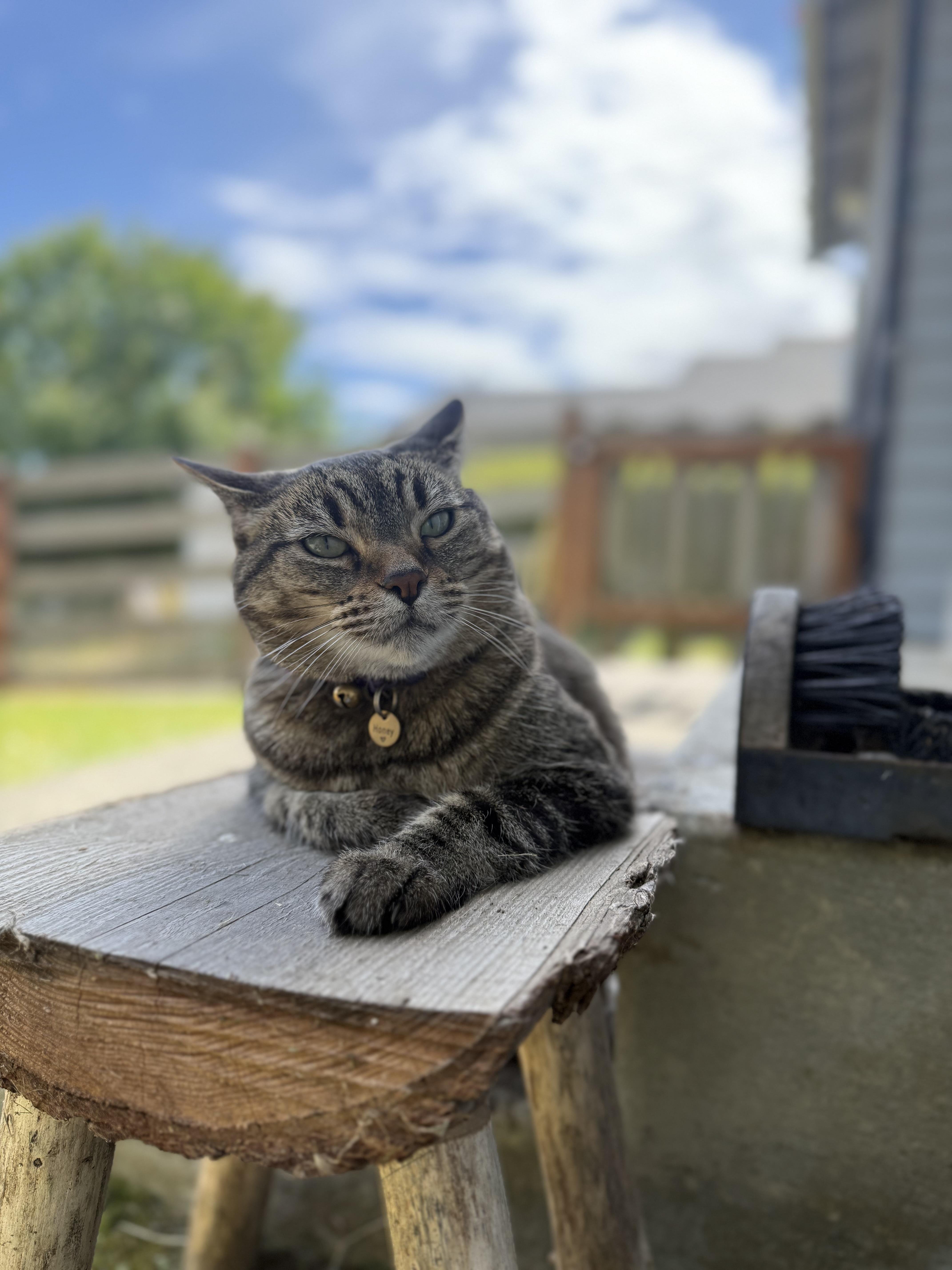 Honey, a Adoptable Tabby in Port Angeles, WA image 3/6