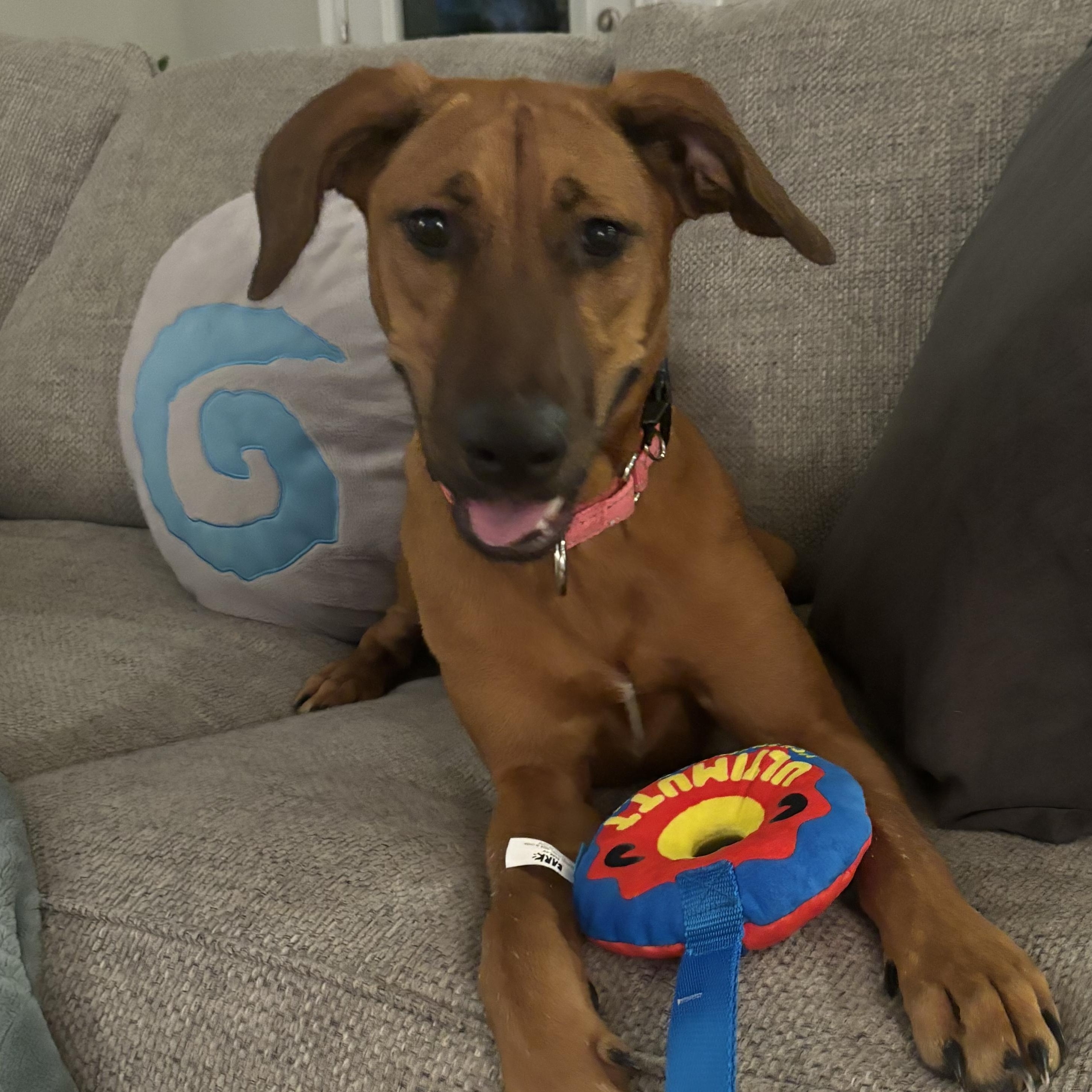 Violet, Young Female Rhodesian Ridgeback