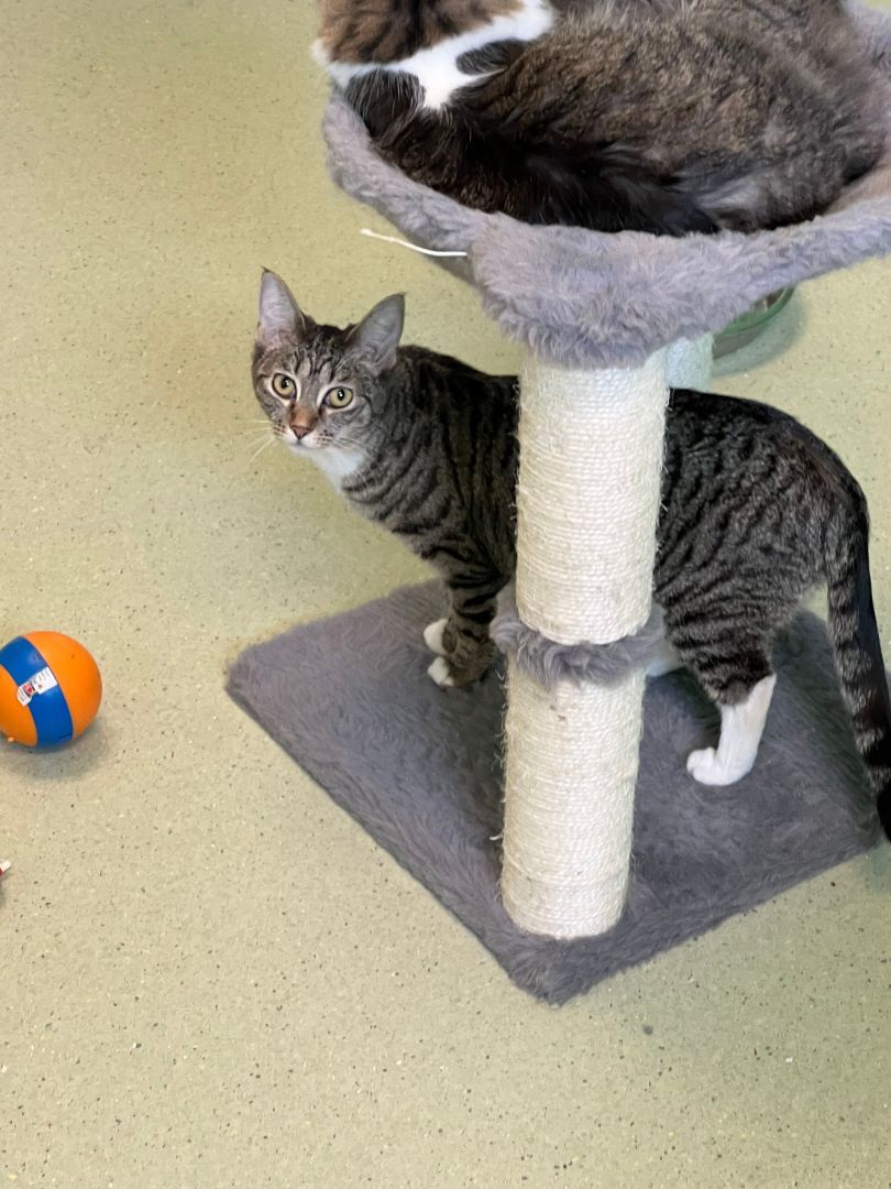 Eleven (bond: Dandelion), adoptable, Adult Female Domestic Short Hair.