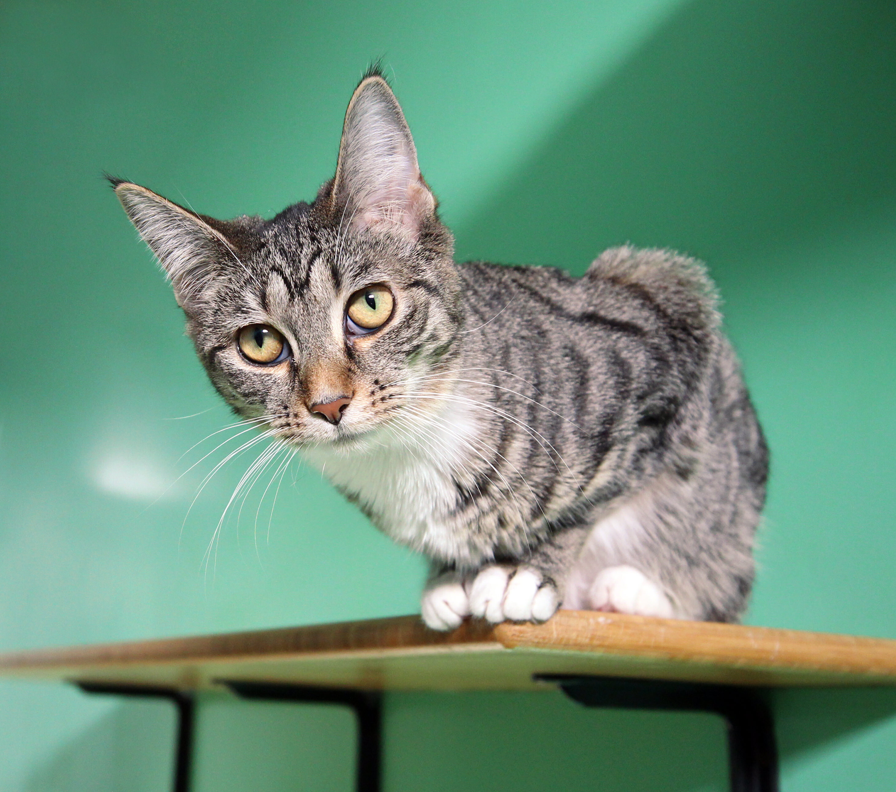 Enlarge Eleven (bond: Dandelion), an adoptable mixed breed in Cincinnati, OH image 3/4