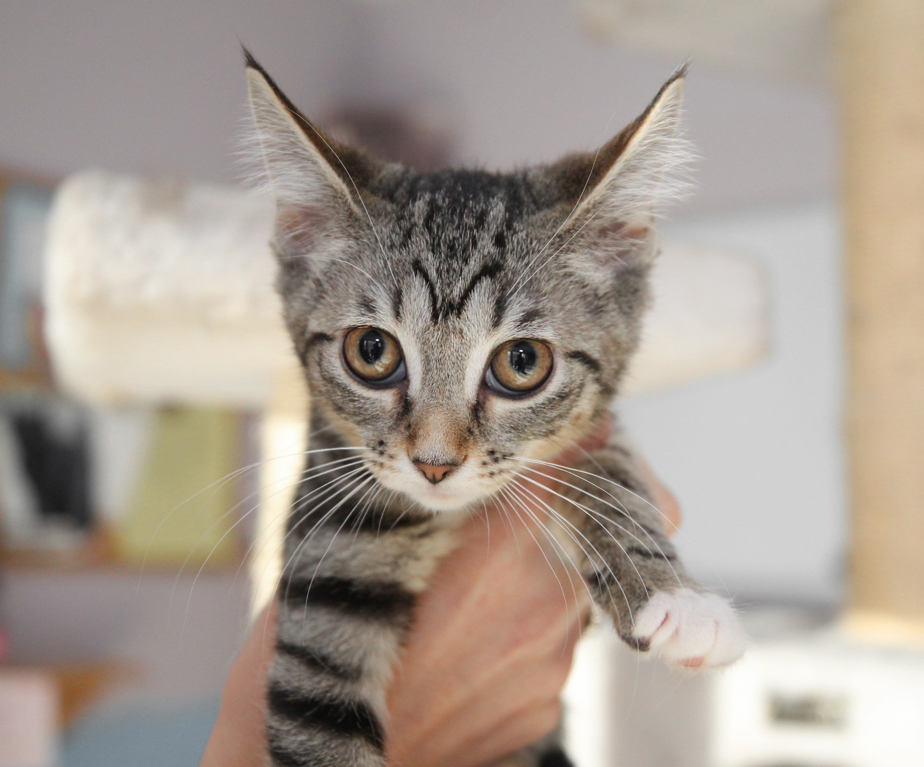 Enlarge Eleven (bond: Dandelion), an adoptable mixed breed in Cincinnati, OH image 4/4