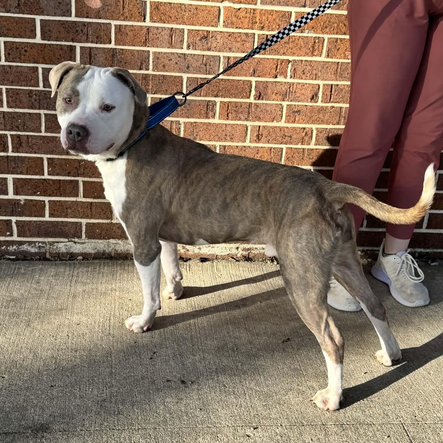 Enlarge Buddy, a ADOPTABLE mixed breed in Waterloo, IA image 6/6