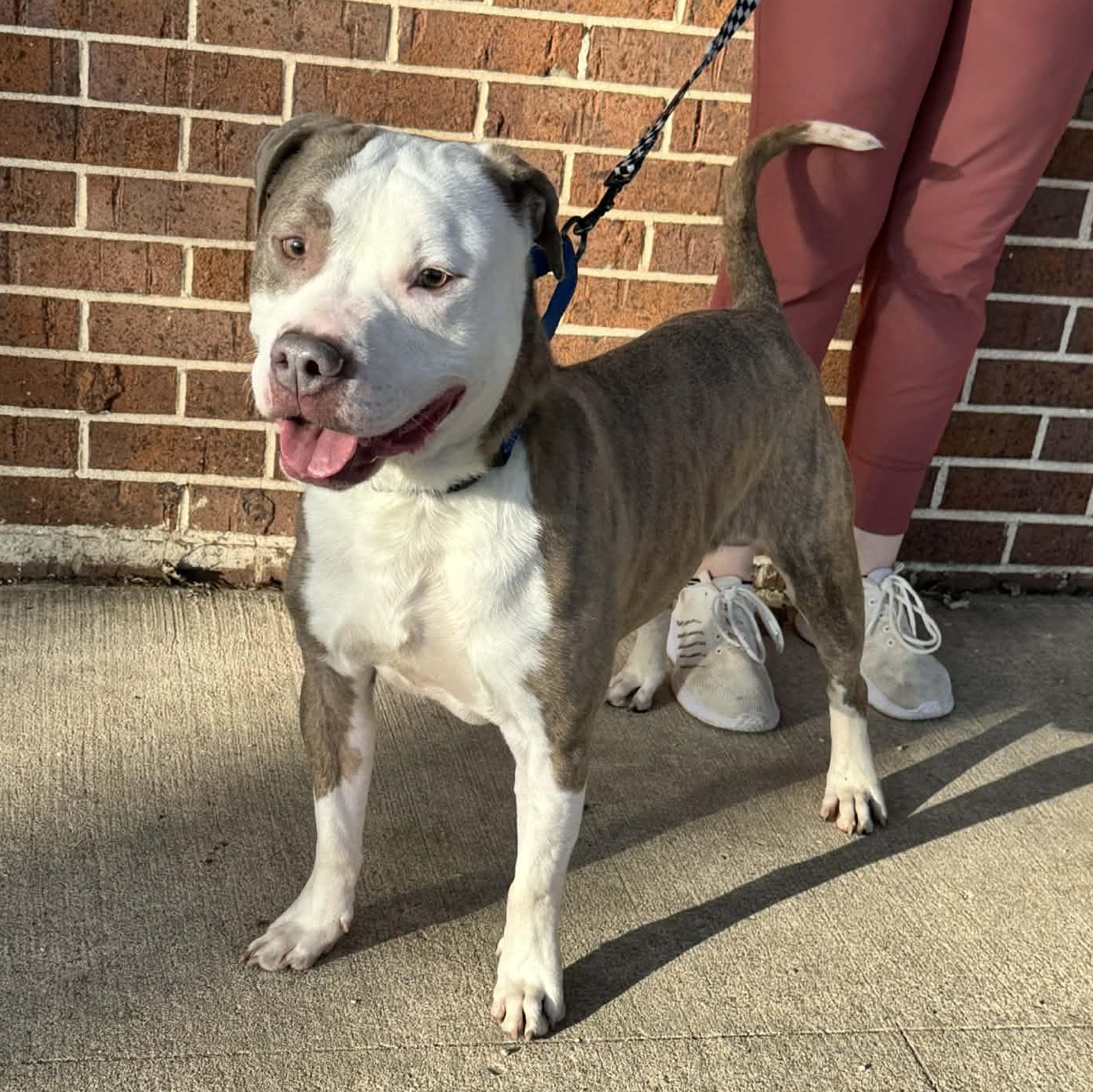 Enlarge Buddy, a ADOPTABLE mixed breed in Waterloo, IA image 5/6