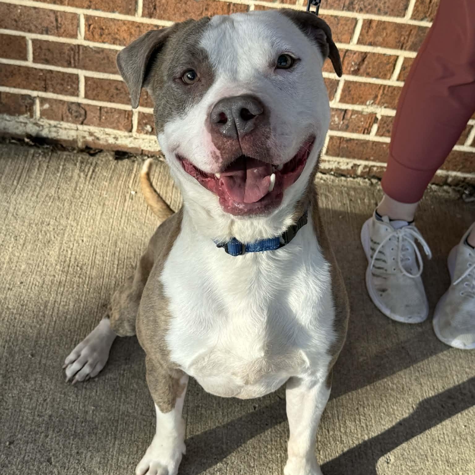 Enlarge Buddy, a ADOPTABLE mixed breed in Waterloo, IA image 2/6