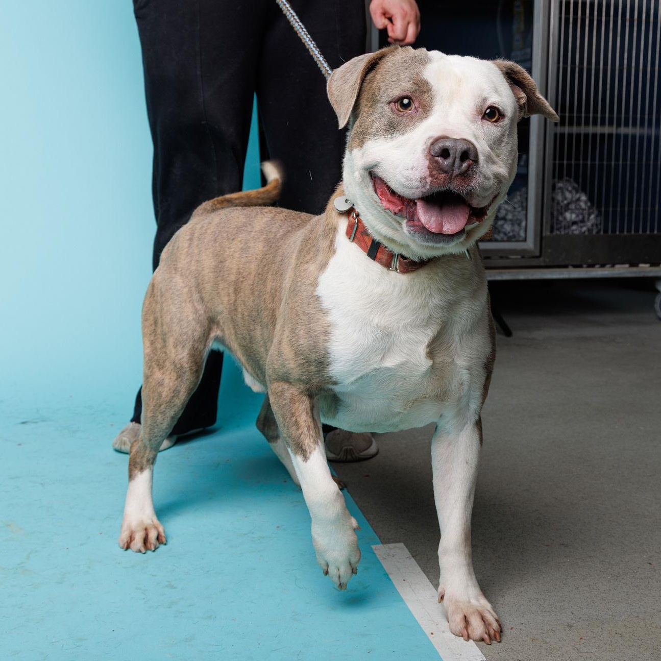 Buddy, ADOPTABLE, Adult Male American Bully.
