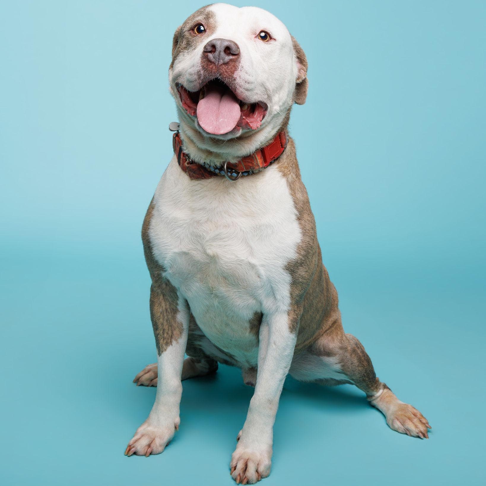 Enlarge Buddy, a ADOPTABLE mixed breed in Waterloo, IA image 3/6