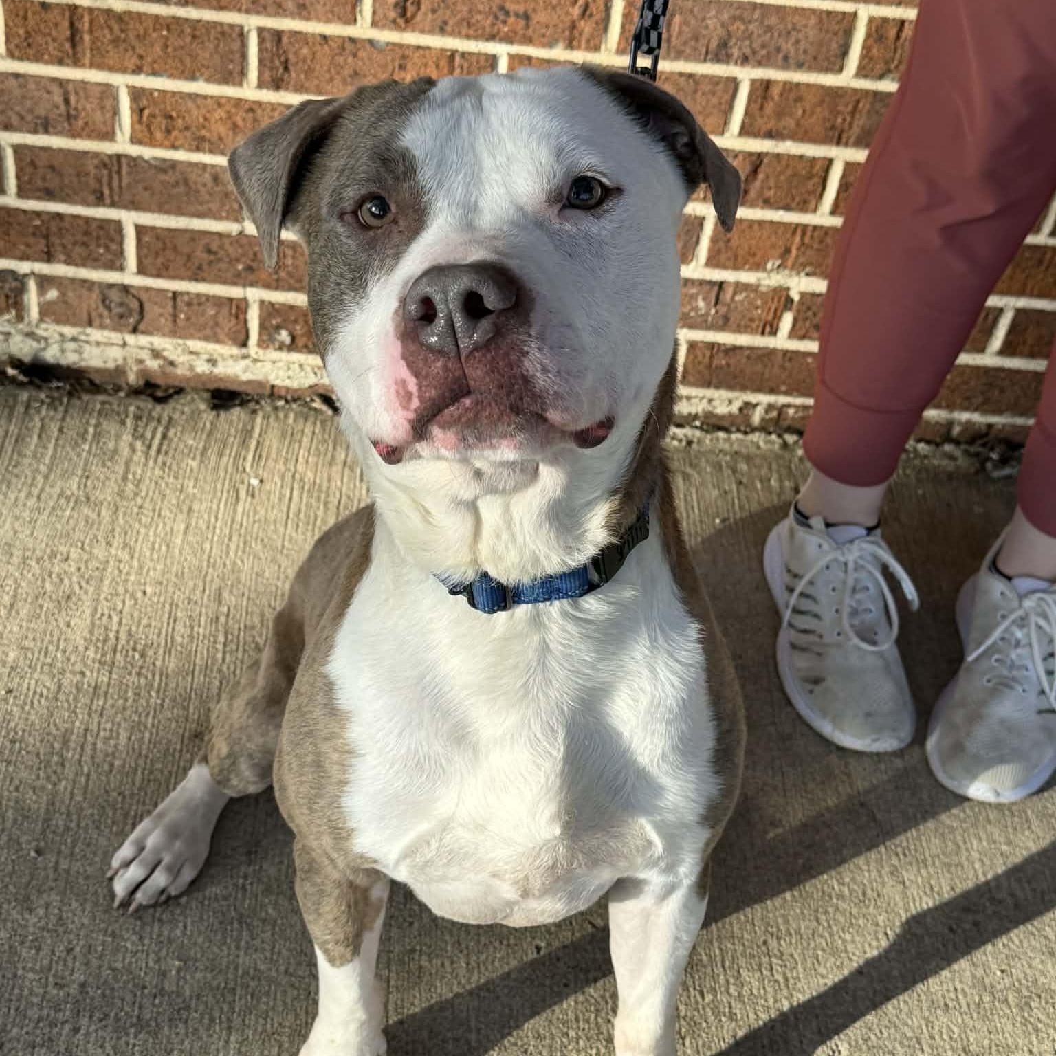 Enlarge Buddy, a ADOPTABLE mixed breed in Waterloo, IA image 4/6